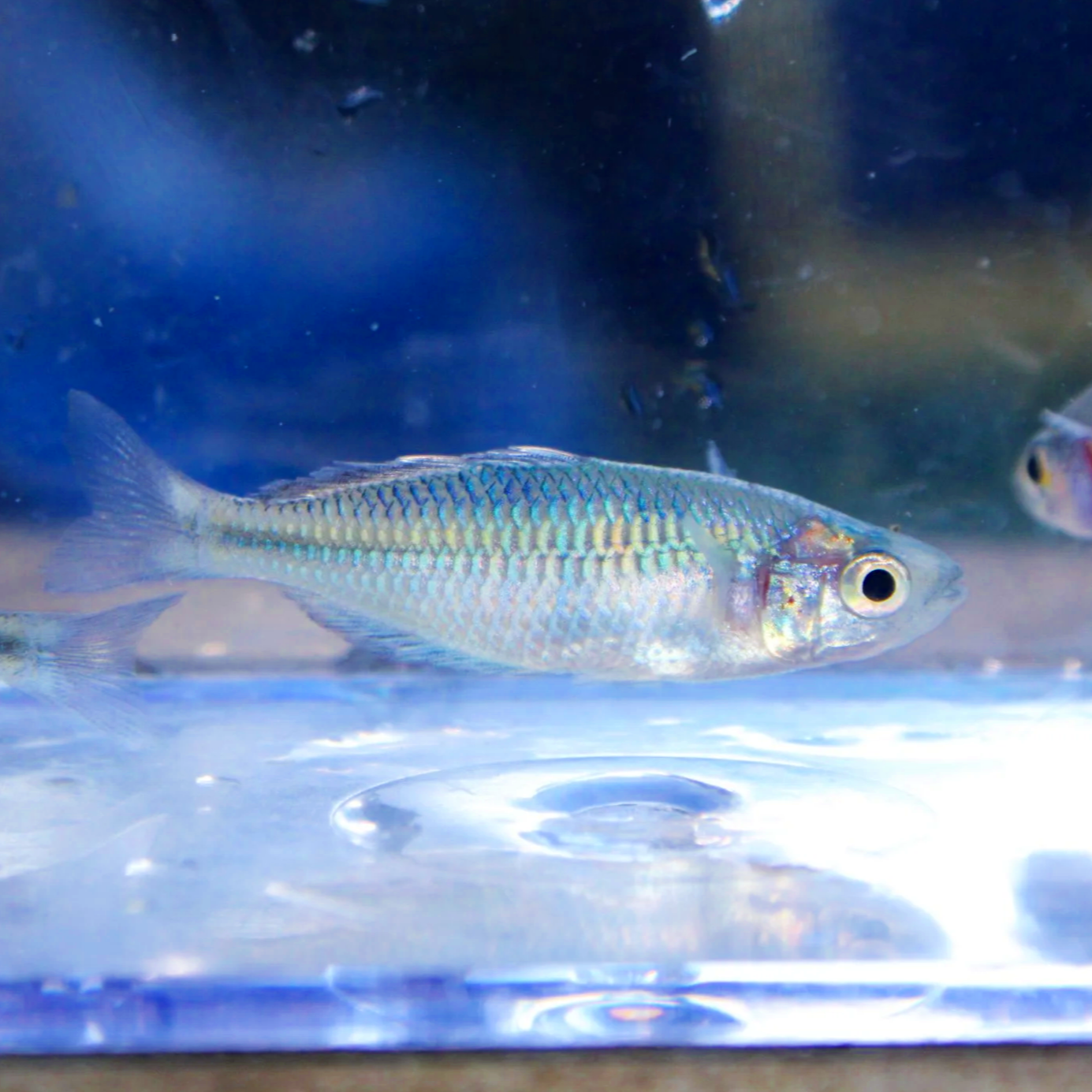 Boesemani Rainbowfish