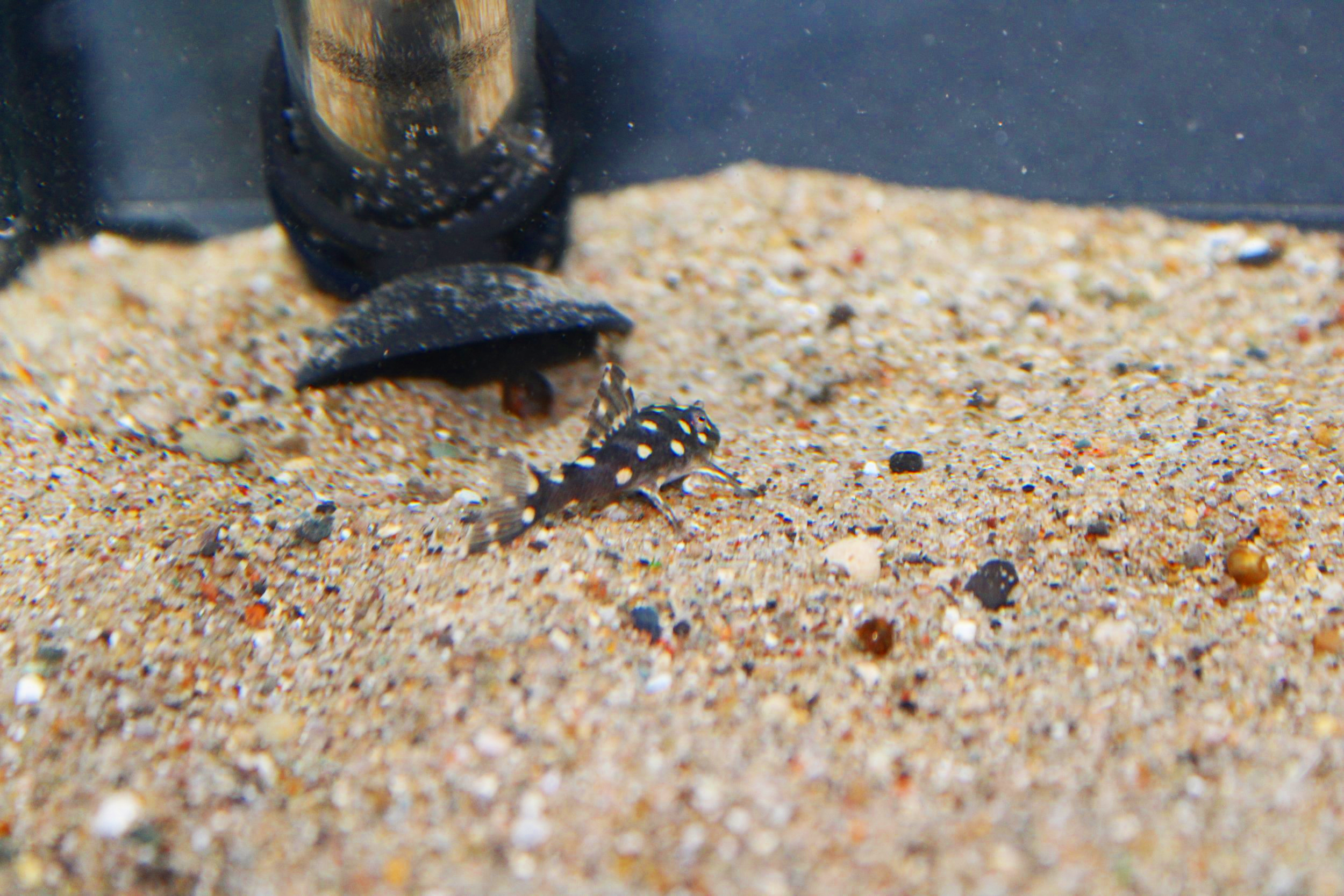 Snowball pleco in front of heater