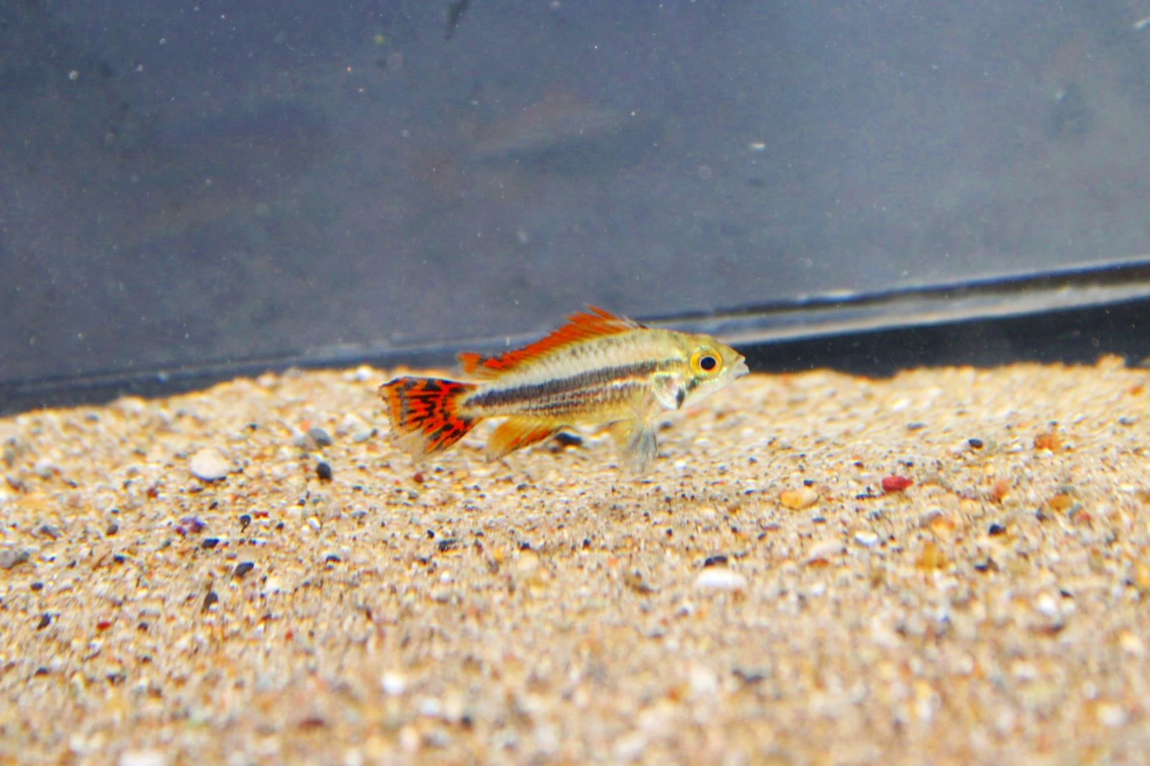 Apistogramma Cacatuoides Triple Red male