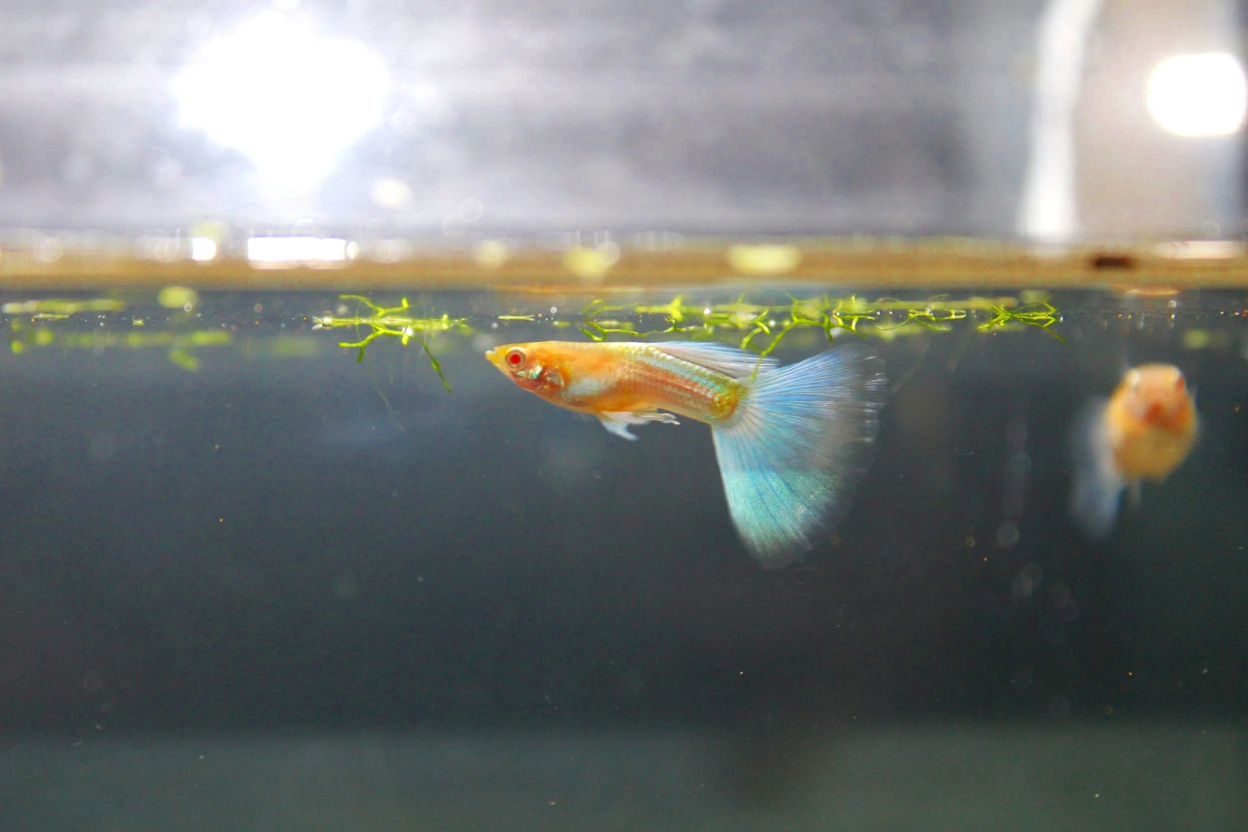 Albino blue topaz guppy.