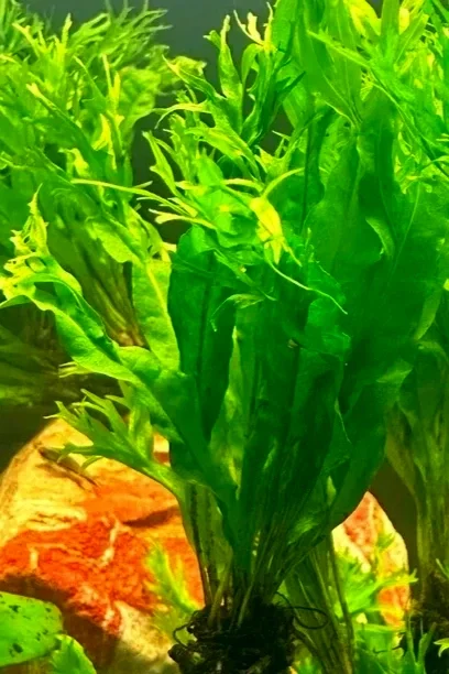 Java Fern Windelov