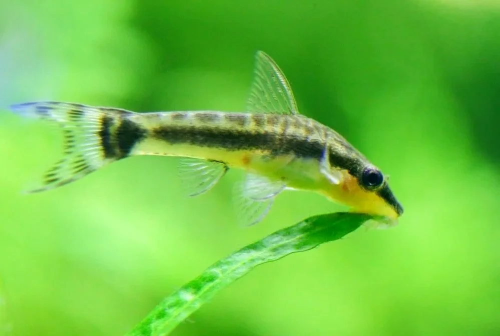 Otocinclus