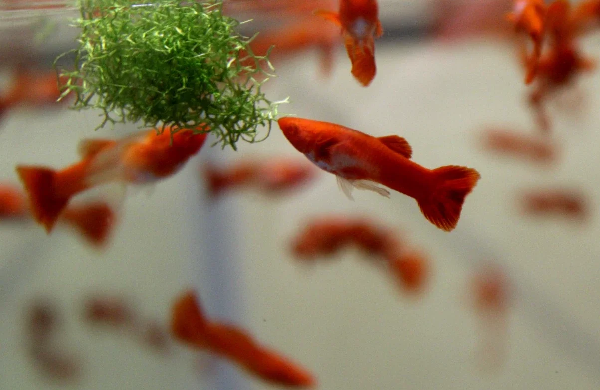 Albino Koi Red Dumbo Ear Guppy