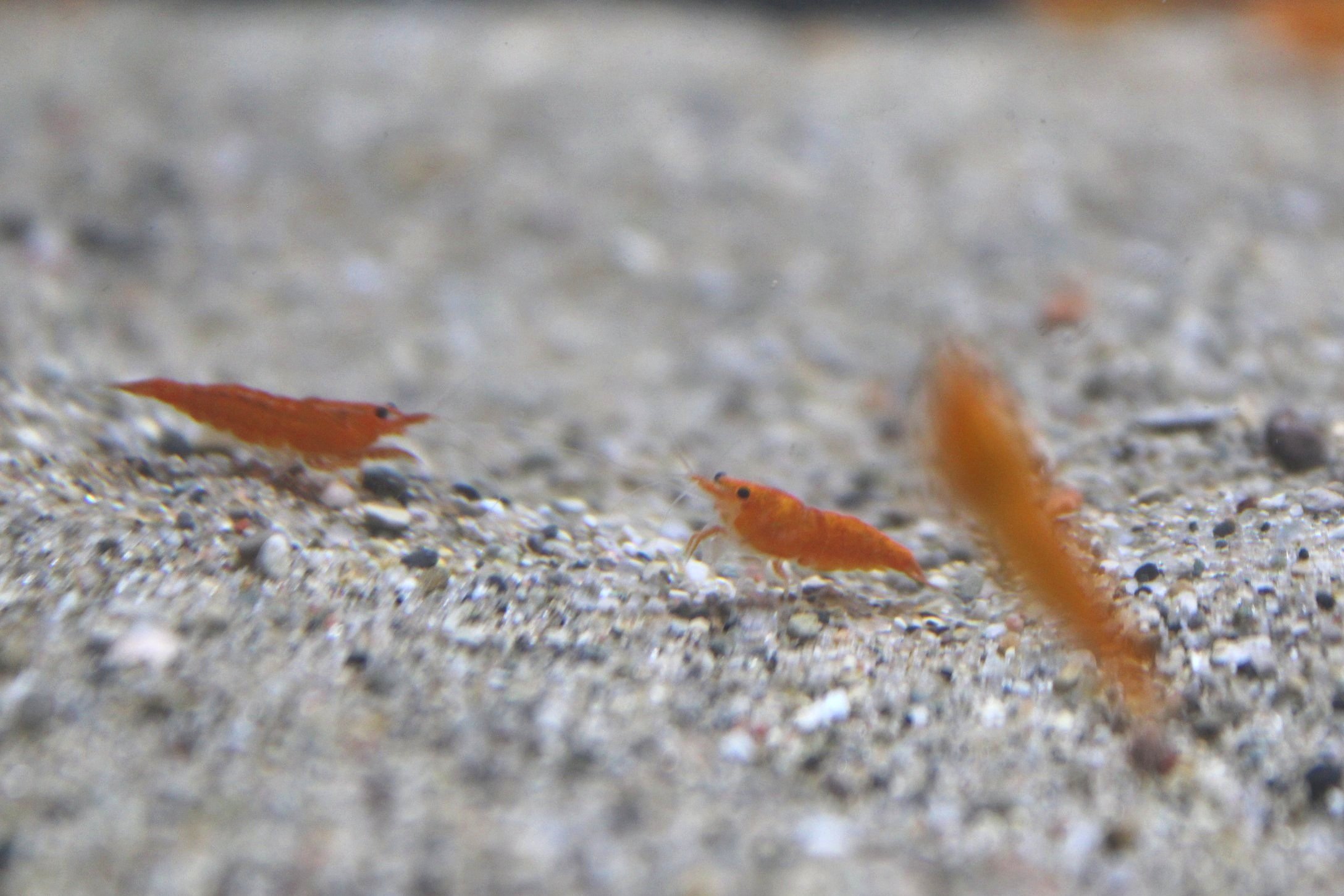 4 High Grade orange sunkist neocaridina shrimp