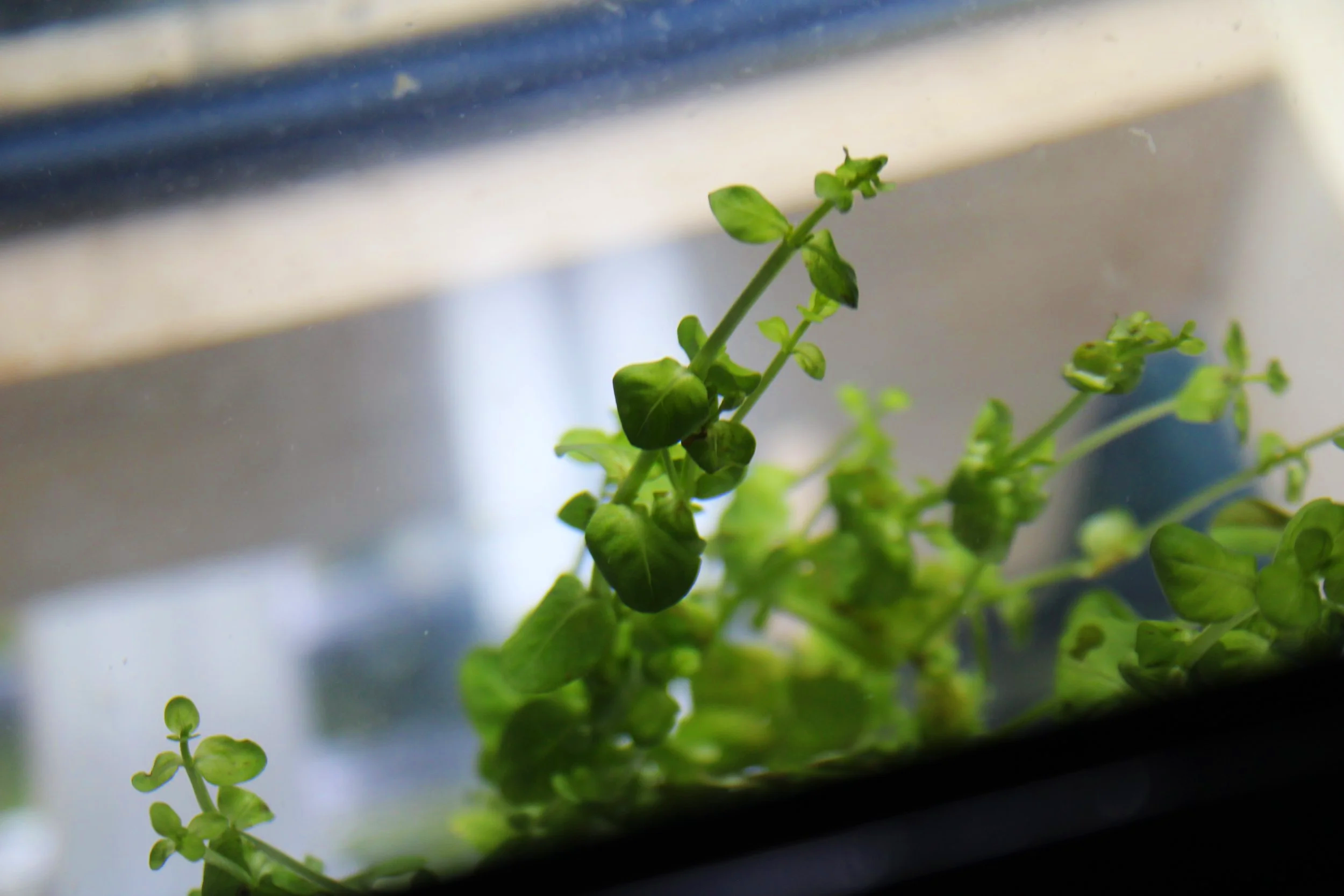 Rotala Rotundifolia Green