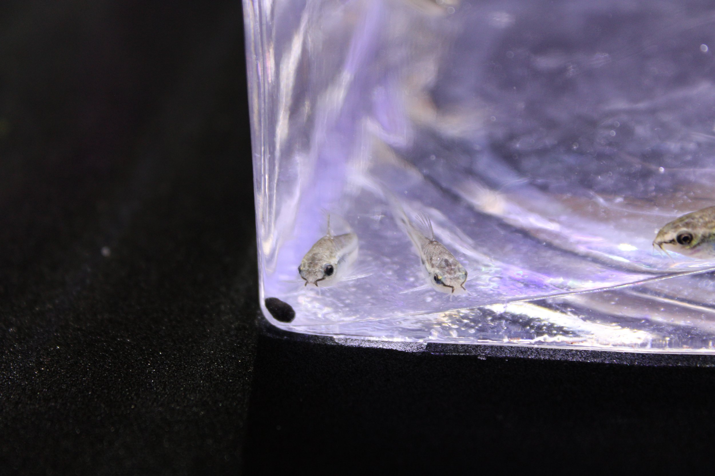 Pygmy Corydoras (Corydoras pygmaeus) 5