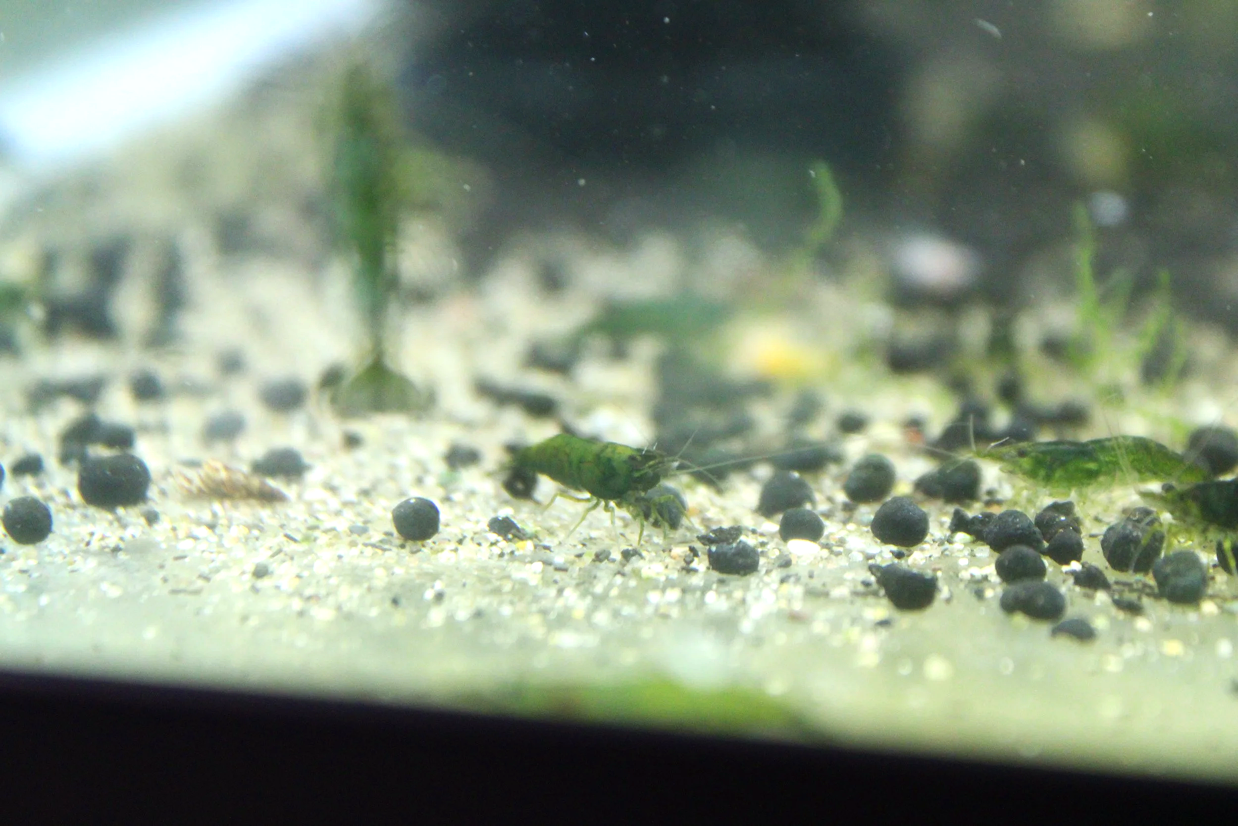 Green Jelly Shrimp (Neocaridina davidi) 2