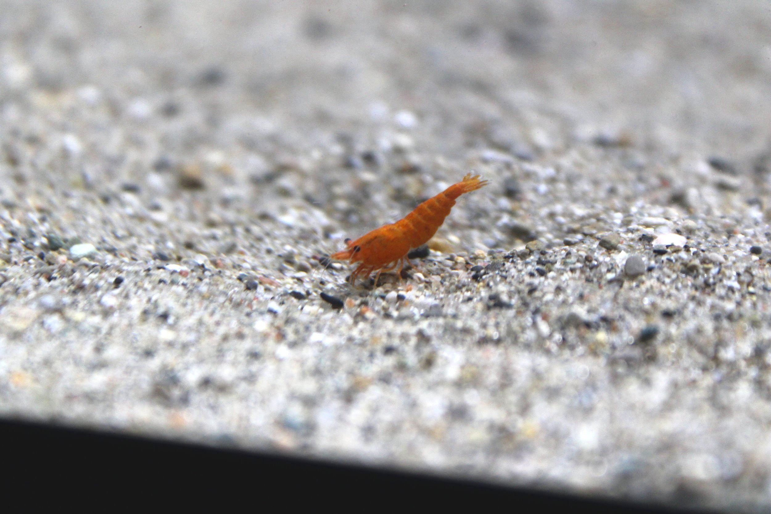 High Grade orange sunkist neocaridina shrimp