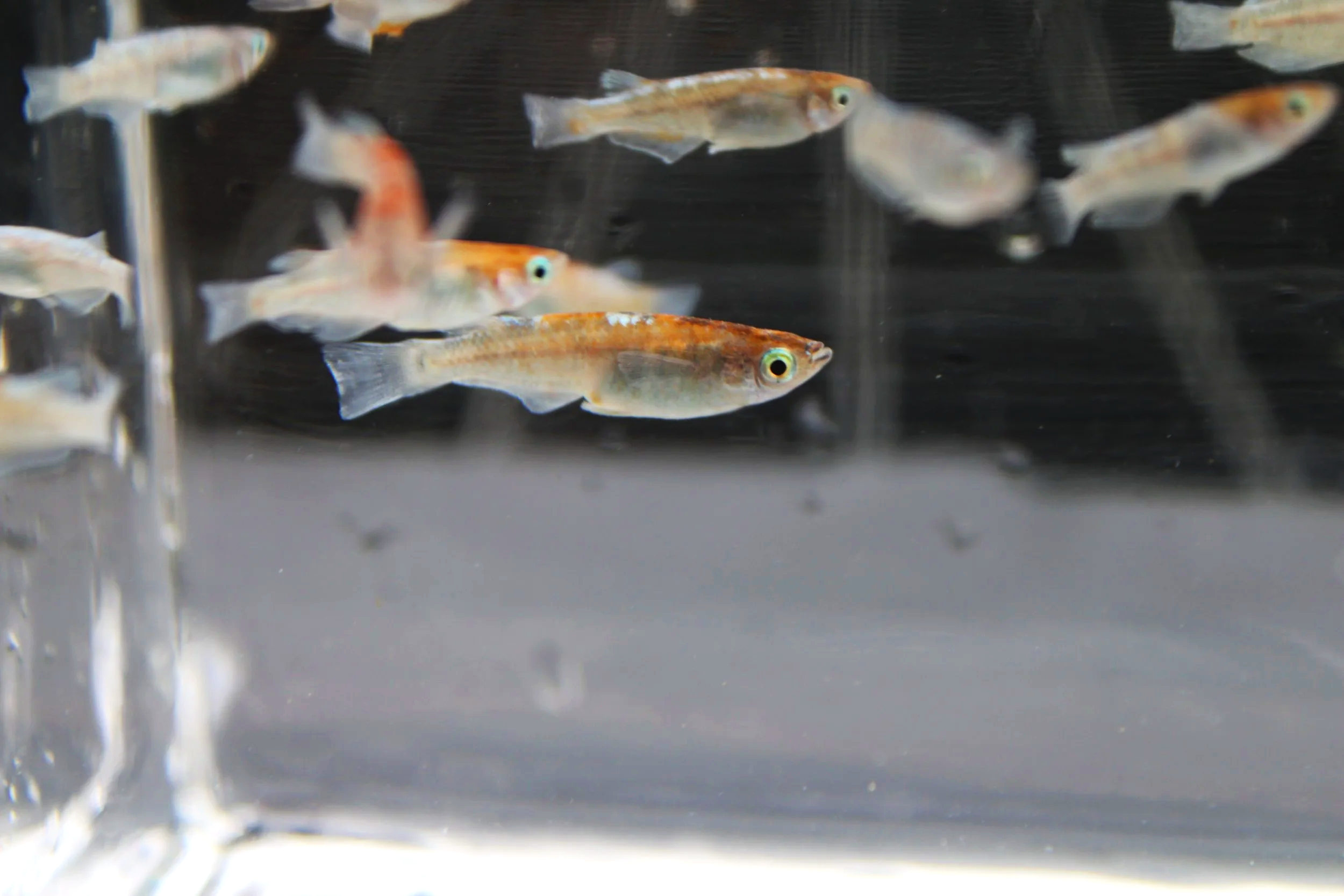 OLF Japanese Medaka Ricefish