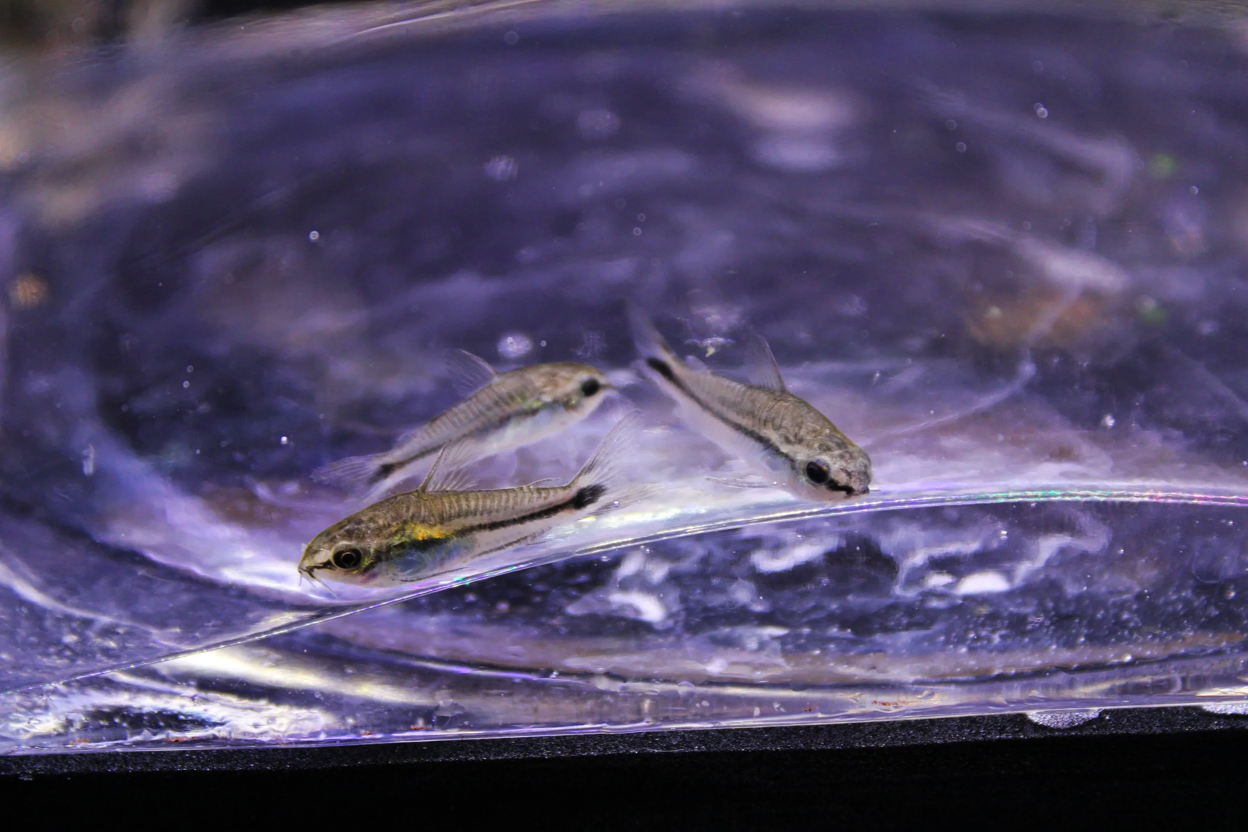 Pygmy Corydoras (Corydoras pygmaeus)