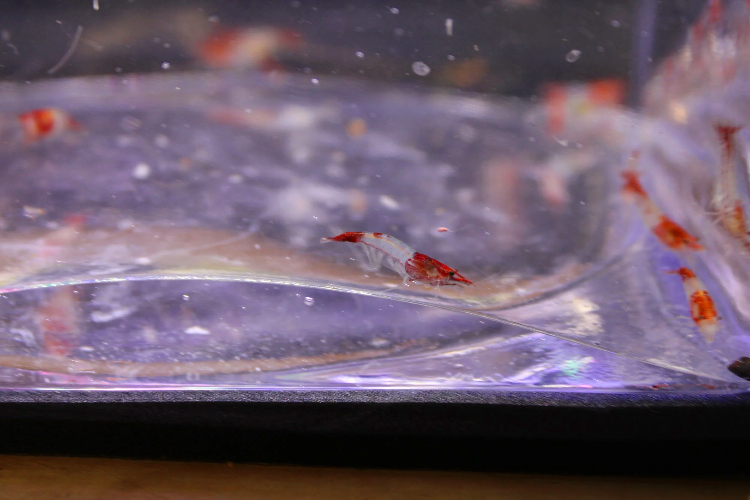 Red Rili Shrimp (Neocaridina davidi) 2
