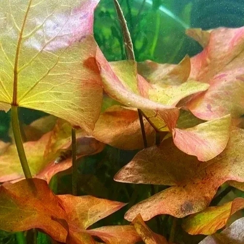 Dwarf Aquarium Lily Bulb