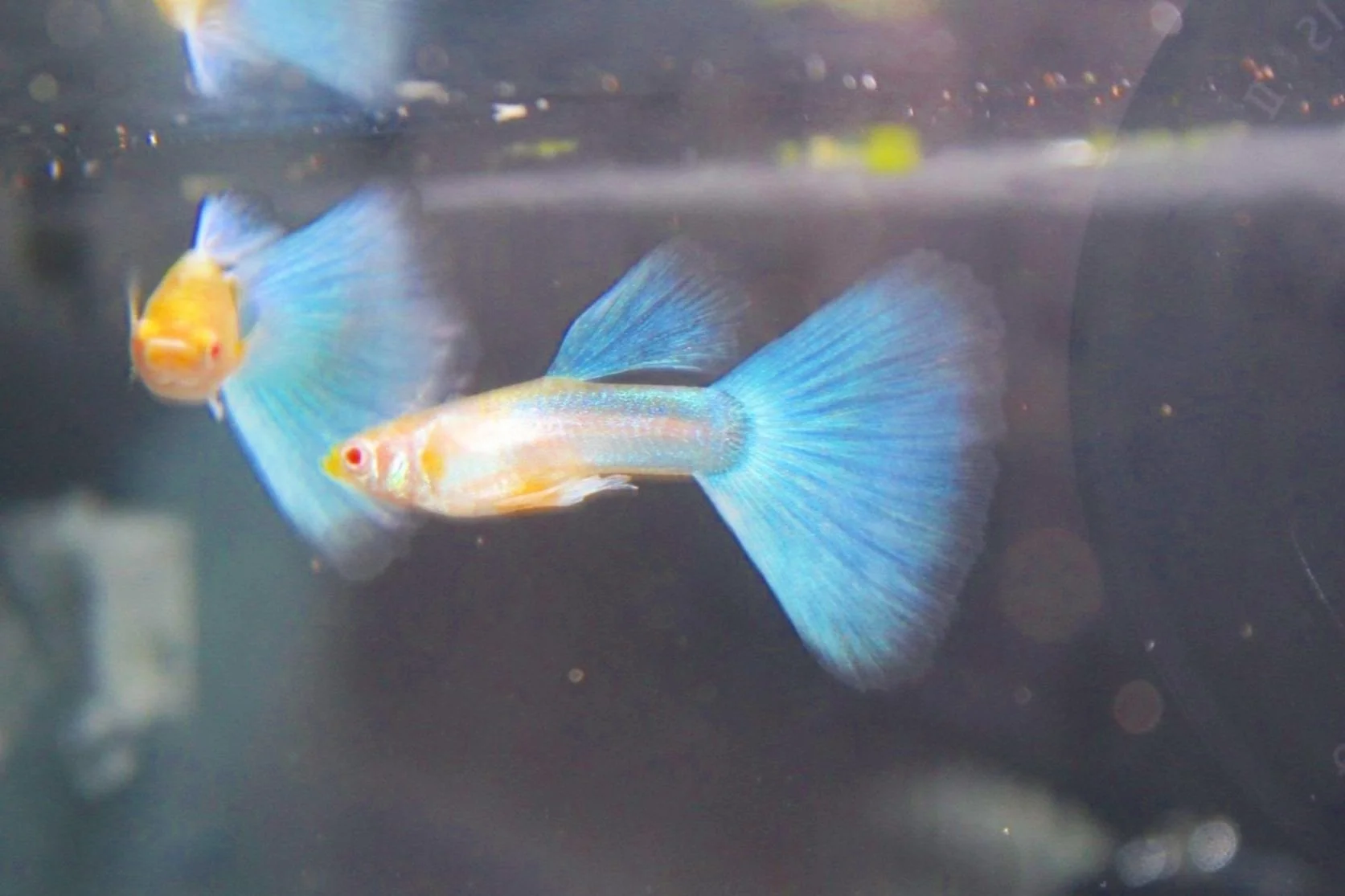 Multiple blue albino tuxedo guppy's.