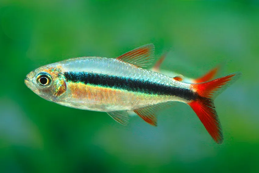 Red Tail Penguin Tetra (Thayeria sp)