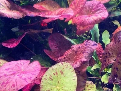 Red Tiger Lotus Lily (Nymphaea)