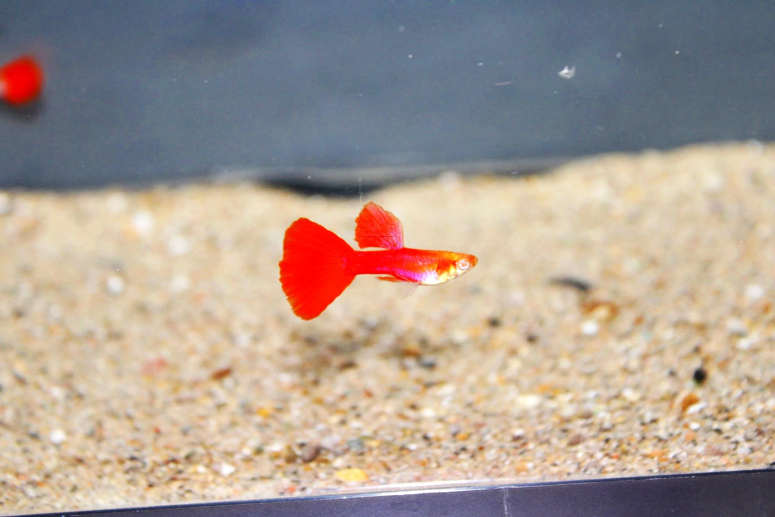 Male full red albino guppy freshwater fish