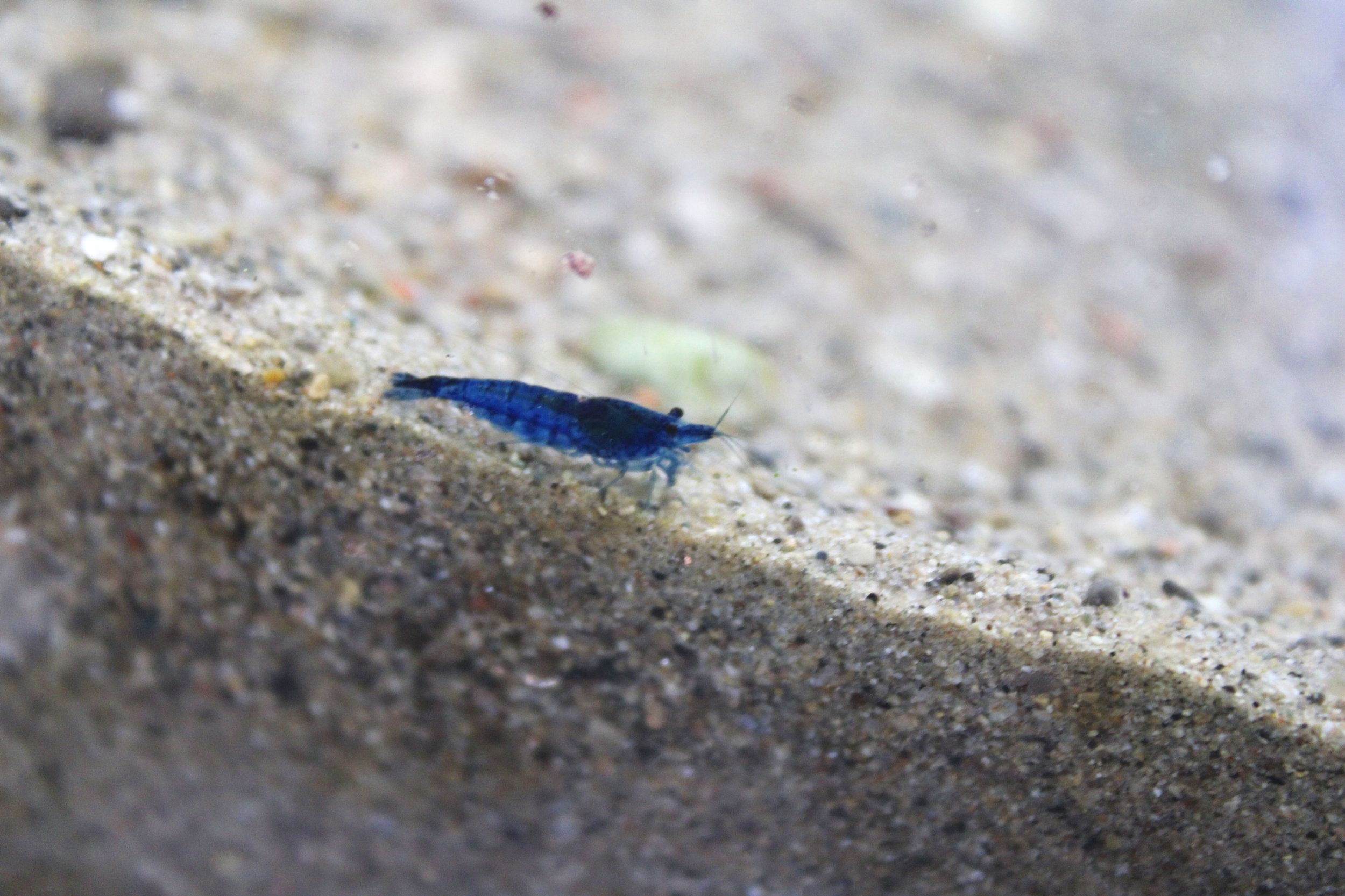 1 blue dream neocaridina freshwater shrimp.