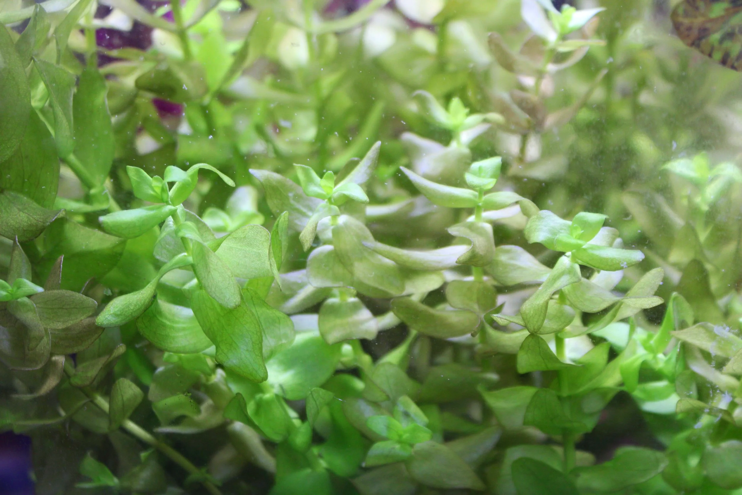Bacopa Caroliniana