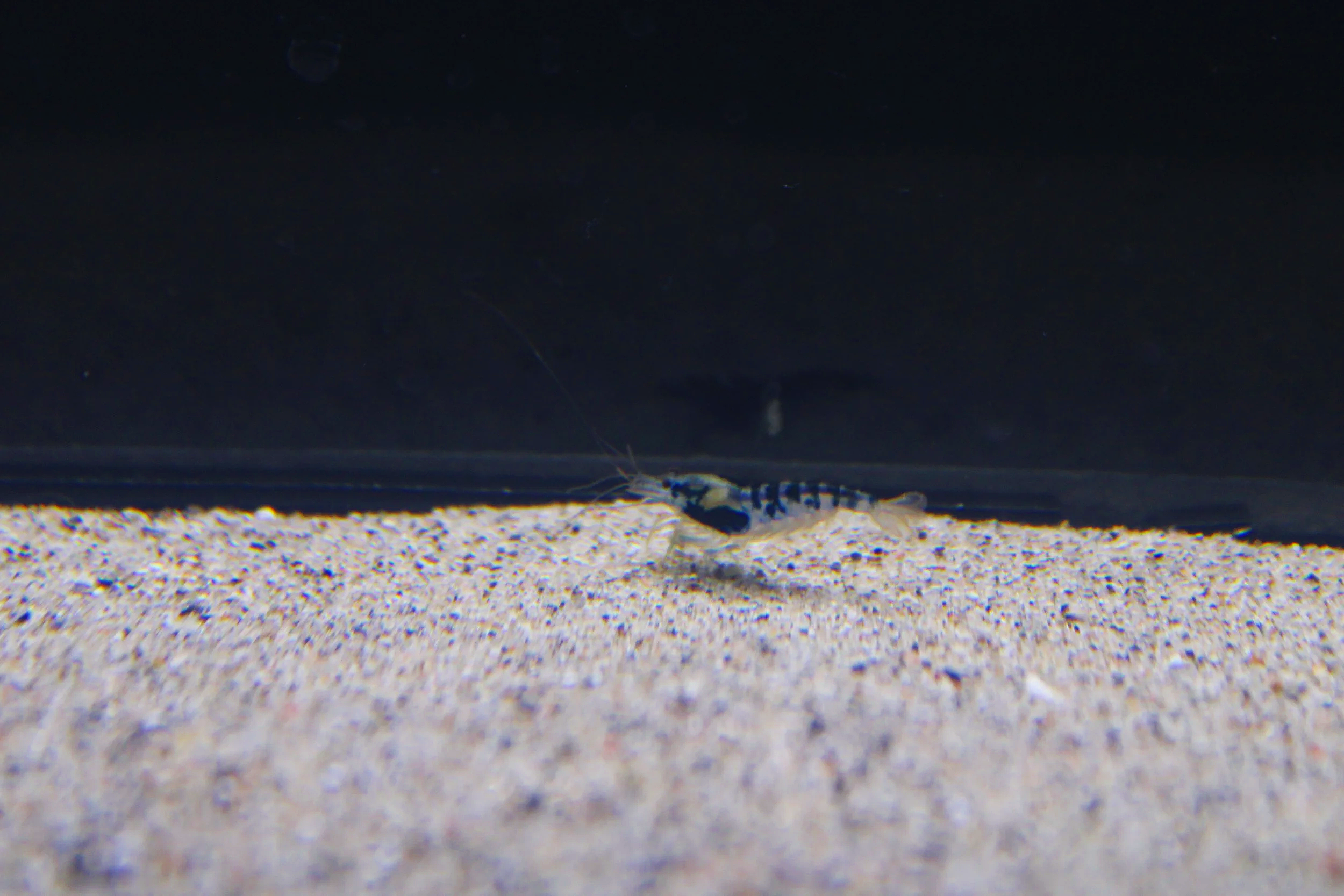 Blue+dragon+shrimp.png