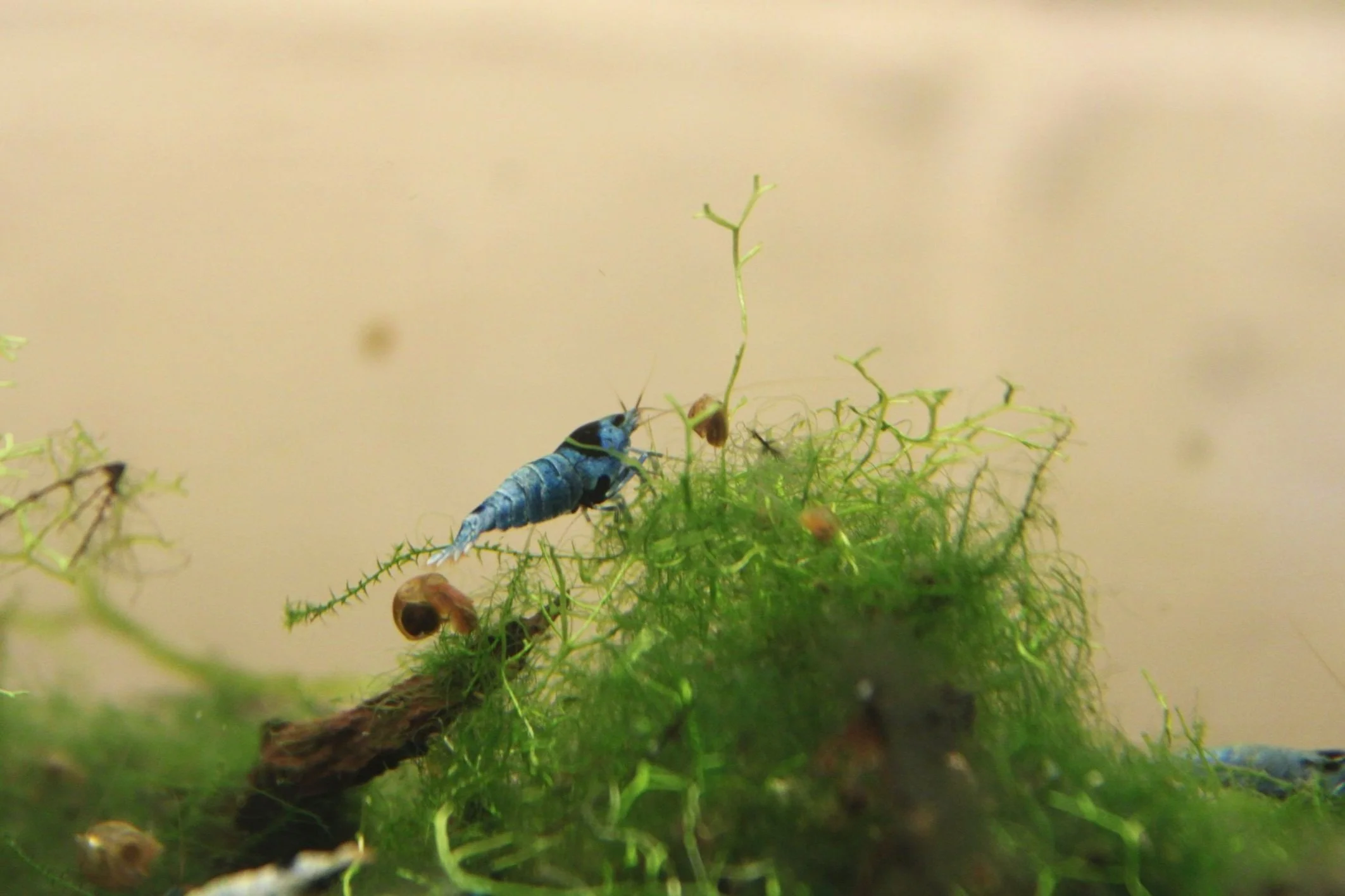1 high grade shadow mosura caridina shrimp