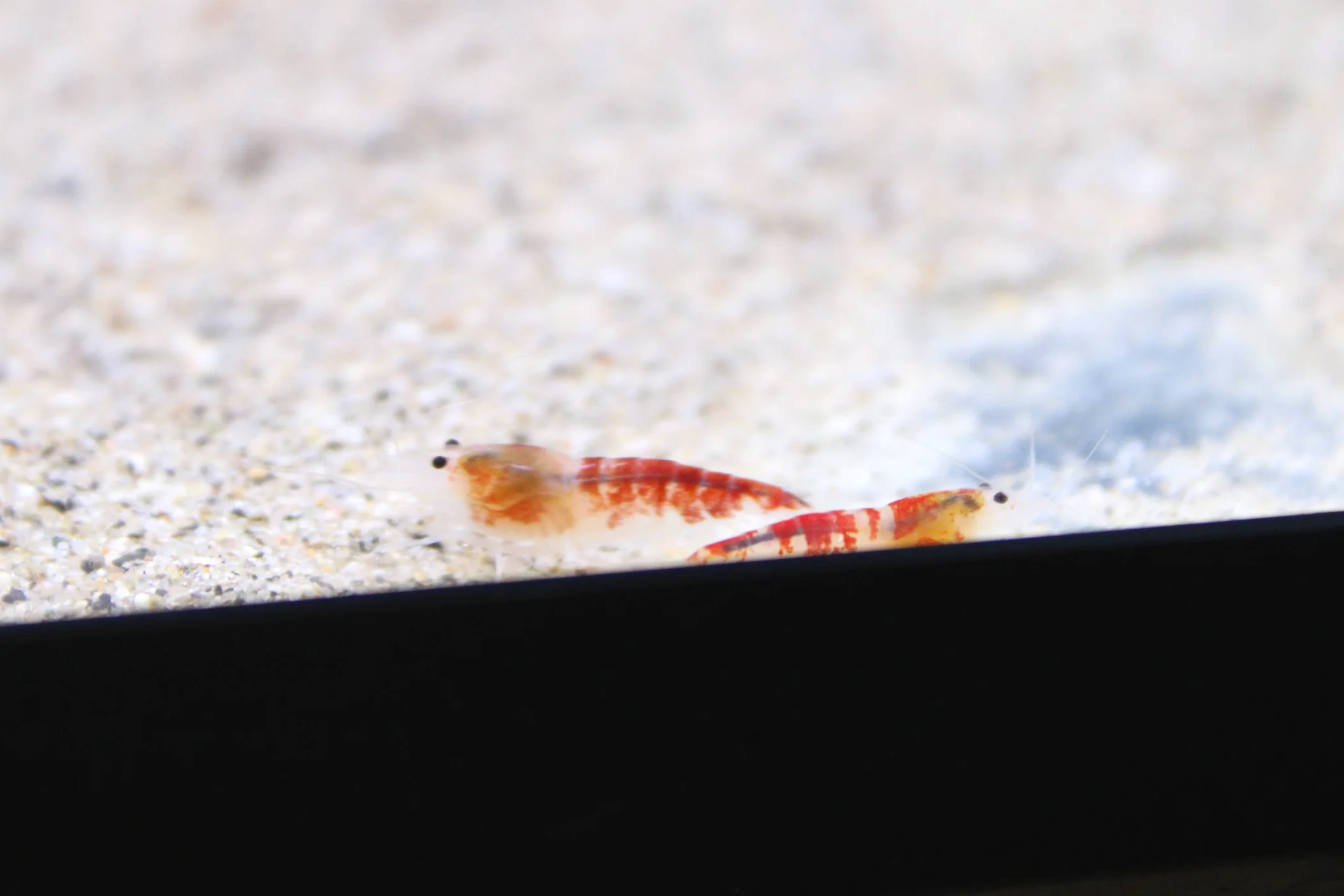 Golden+dragon+shrimp+1.png