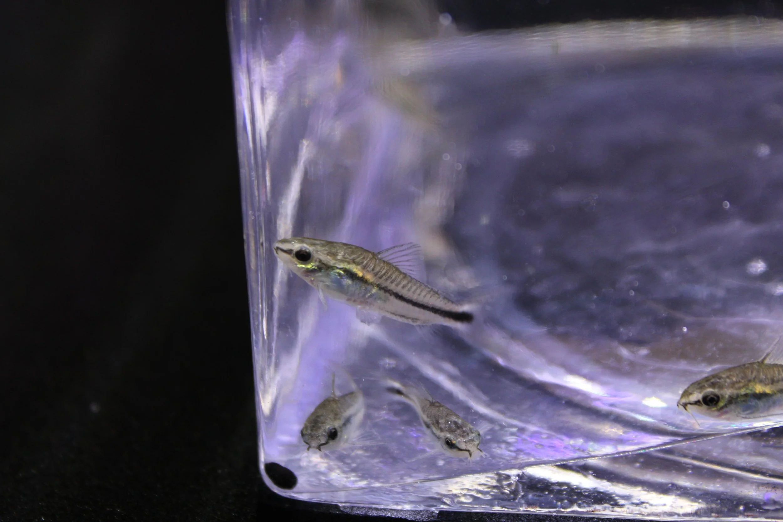 Pygmy Corydoras (Corydoras pygmaeus) 7