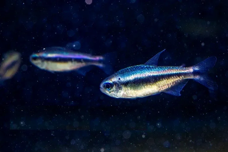 Blue Devil Tetra (Hyphessobrycon sp. Blue Devil)