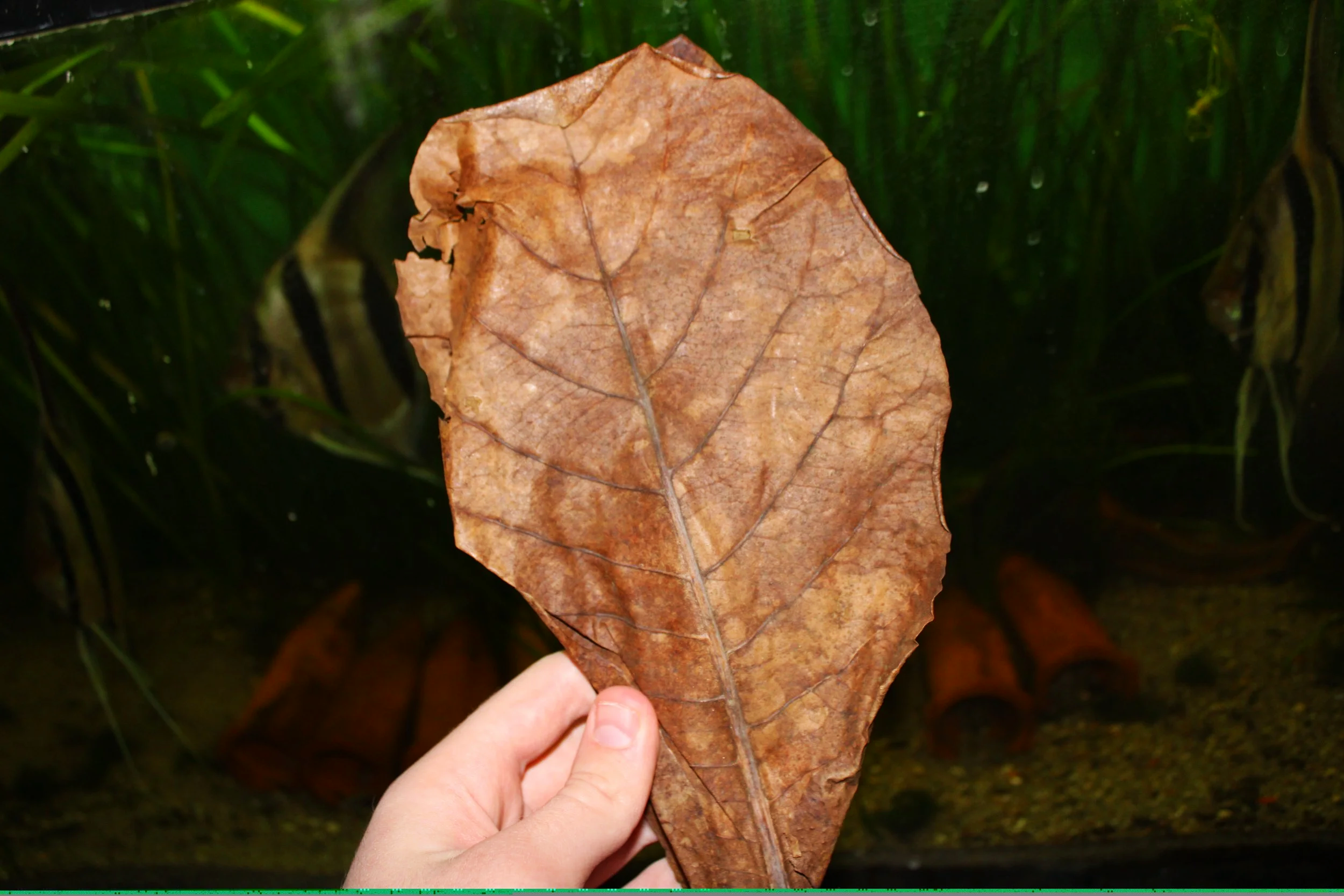 Indian Almond Leaves (LARGE LEAVES) FREE SHIPPING!