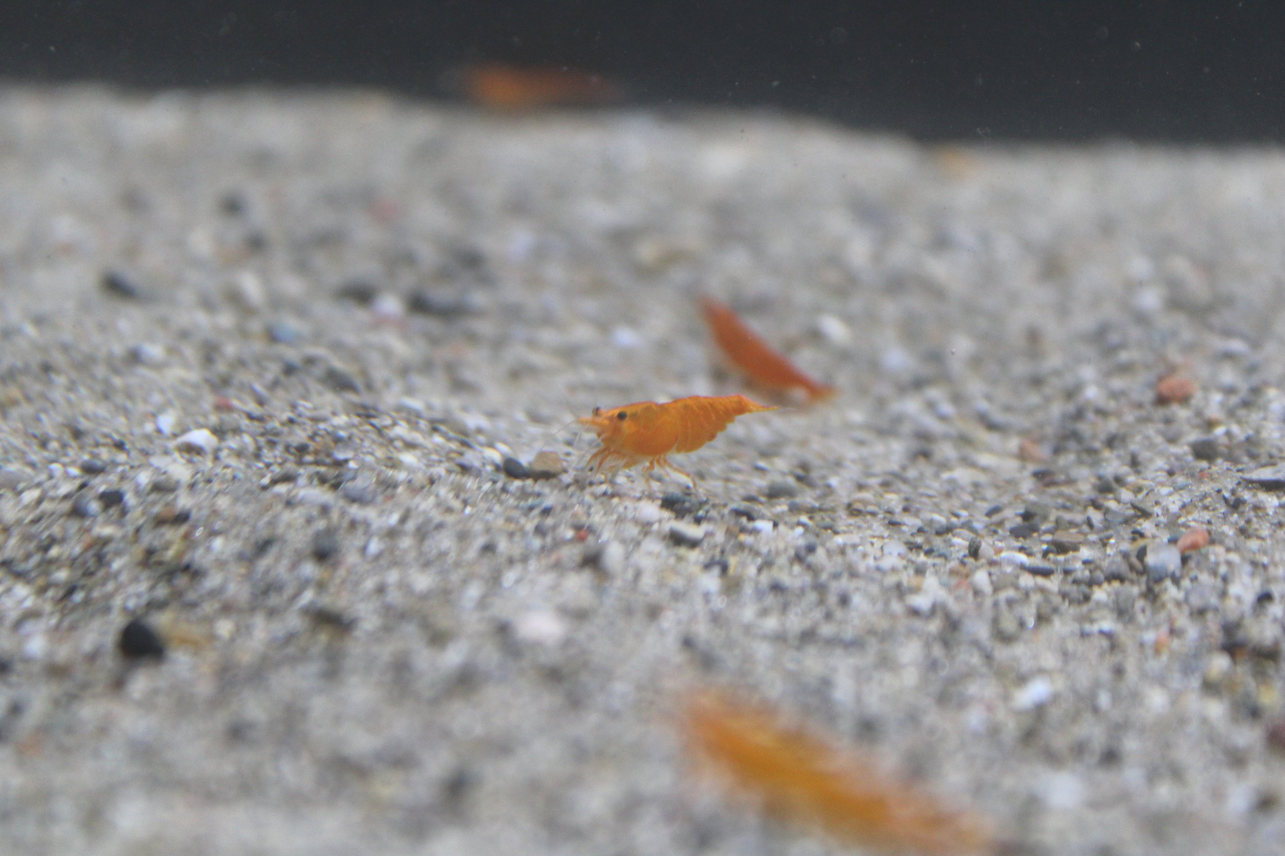 1 High Grade orange sunkist neocaridina shrimp