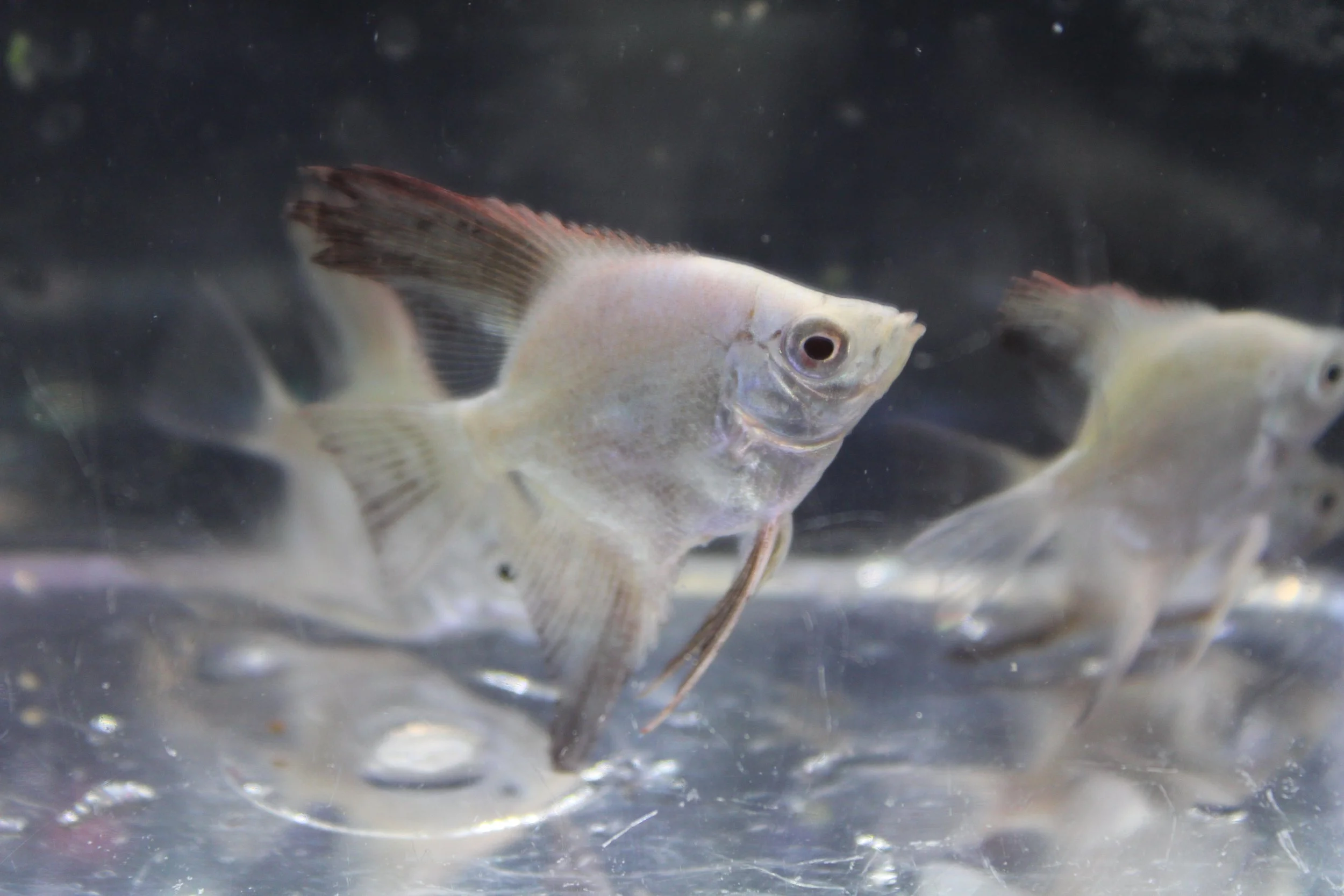 Bulgarian Angelfish2