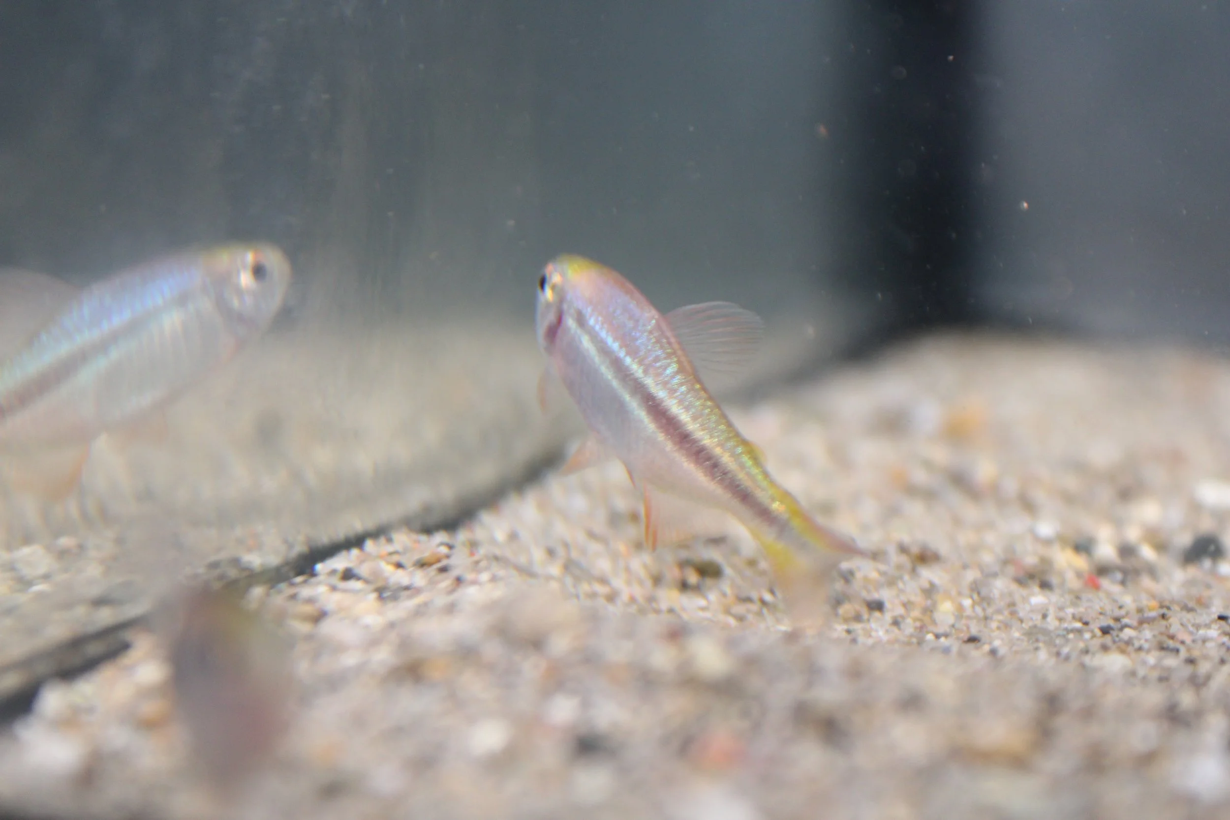 Imperial Lapis Tetra 2