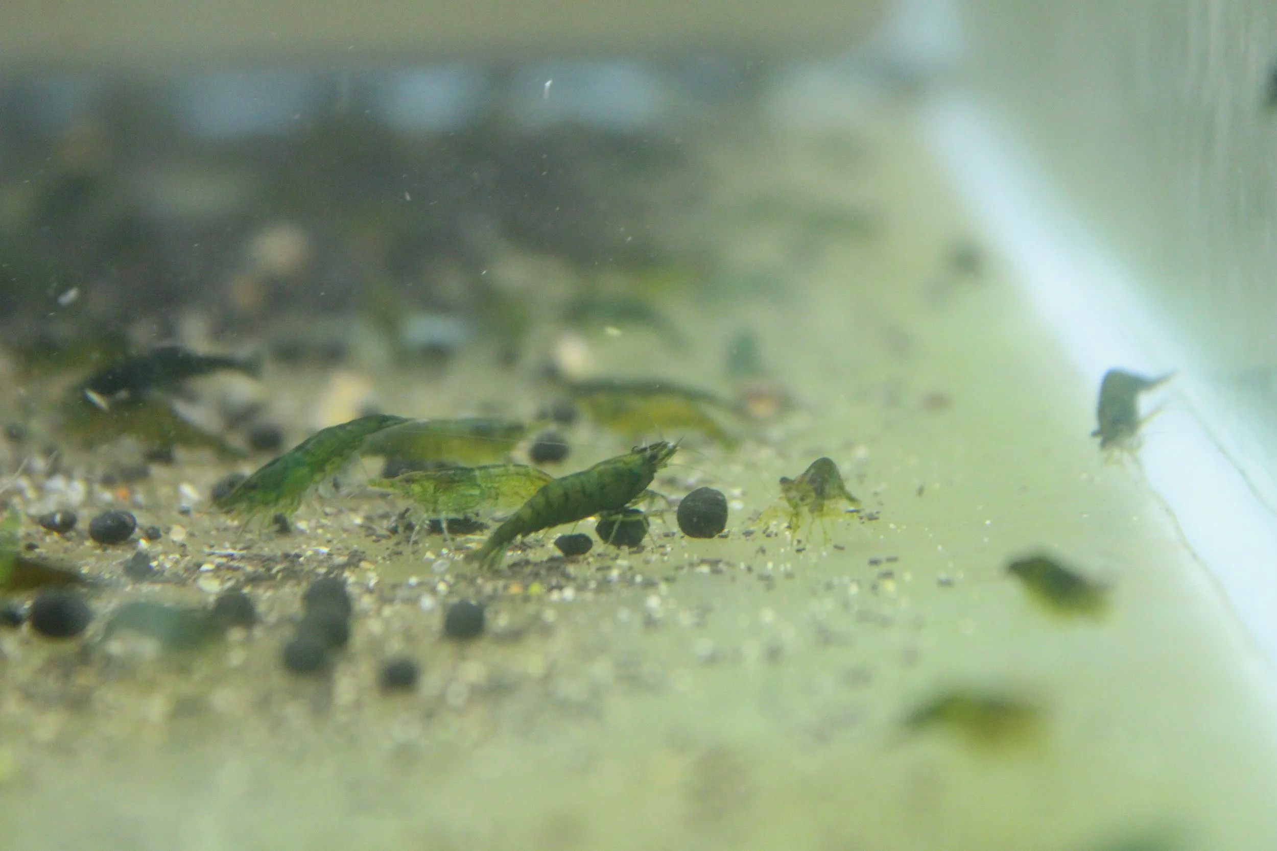 Green Jelly Shrimp (Neocaridina davidi) 4