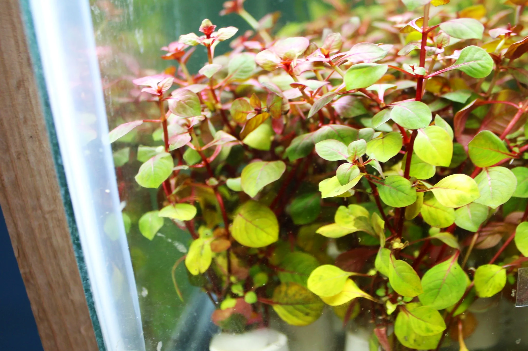 Ludwigia Super Red