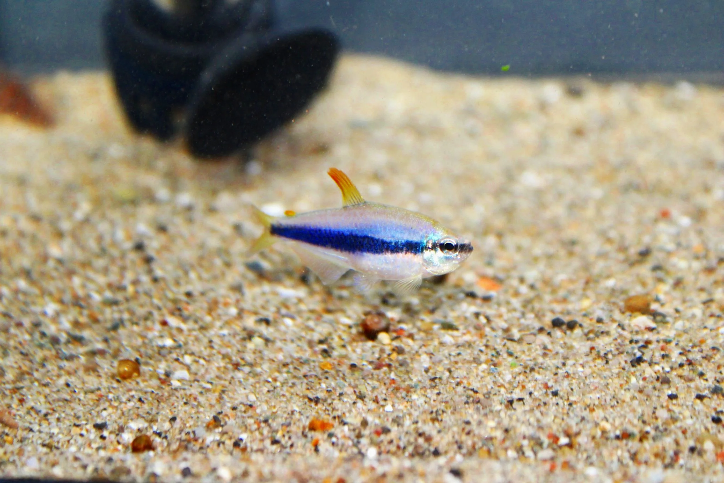 Blue emperor tetra
