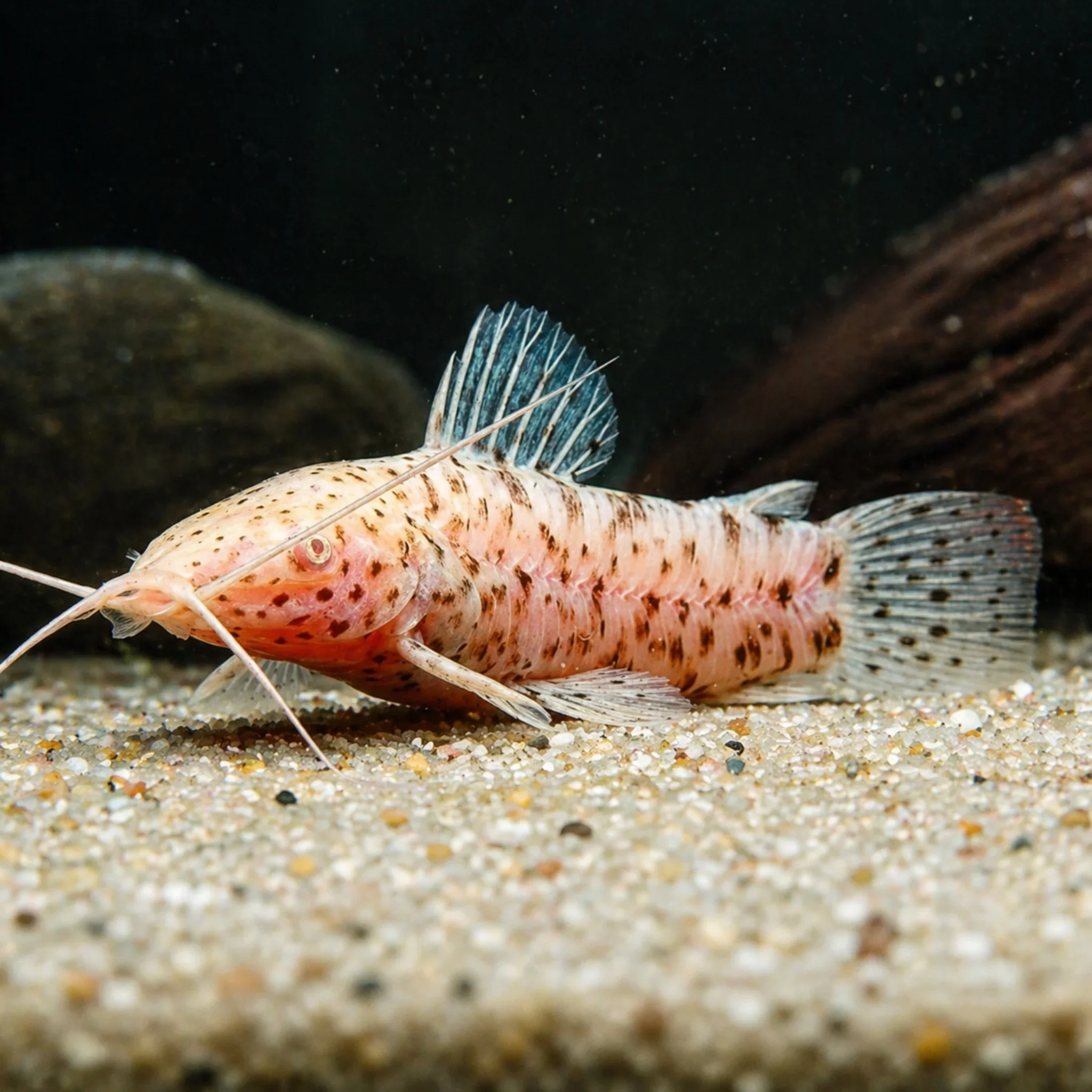 AlbinoHoploCatfish-Megalechisthoracata.webp