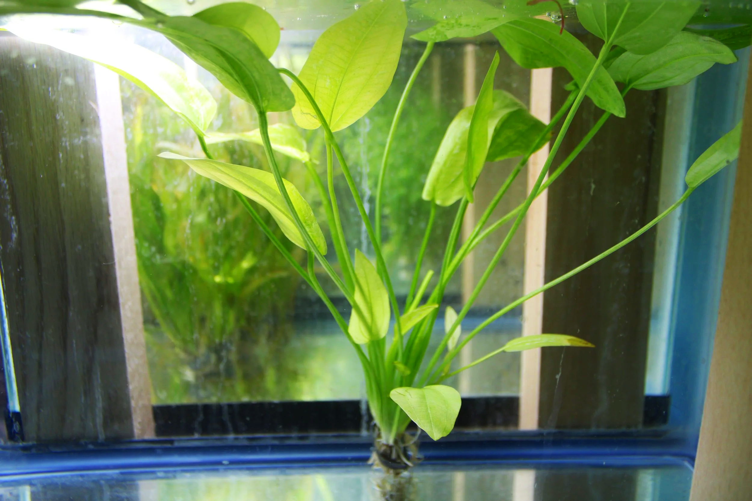 Tropical Marble Queen Sword (echinodorus)