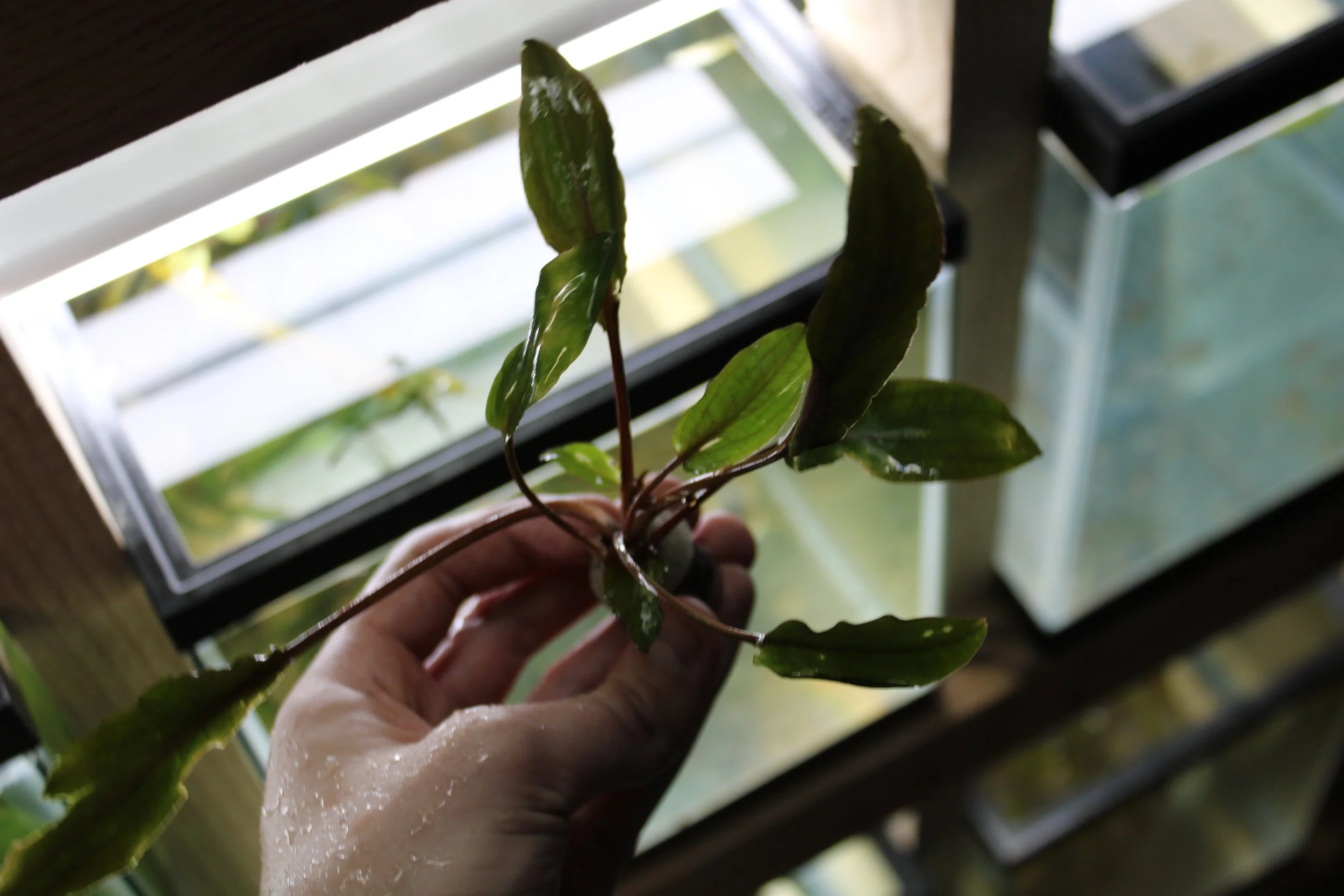 Cryptocoryne lutea