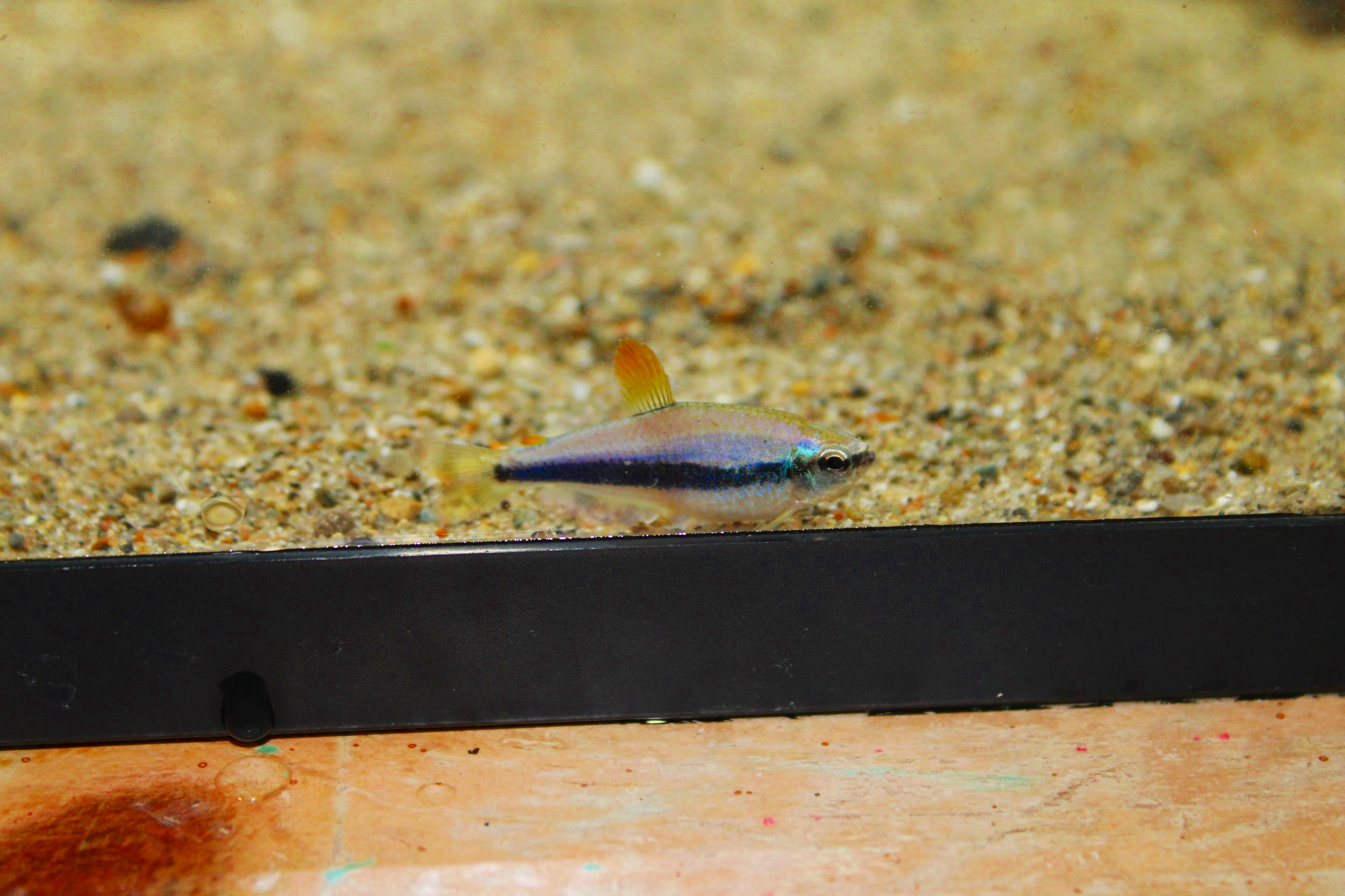 Blue emperor tetra in aquarium freshwater fish