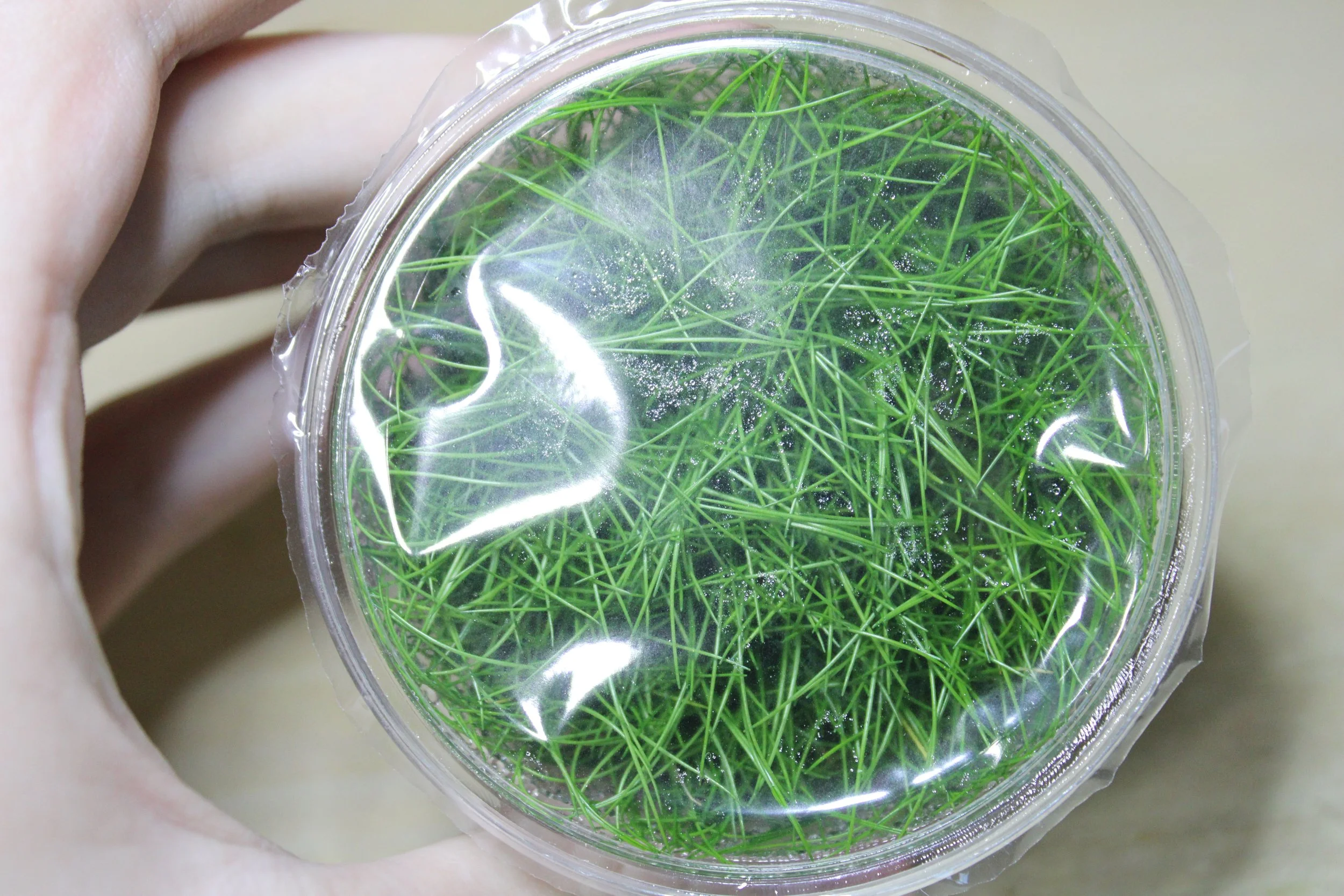 Eleocharis Parvula Dwarf Hairgrass tissue culture 1