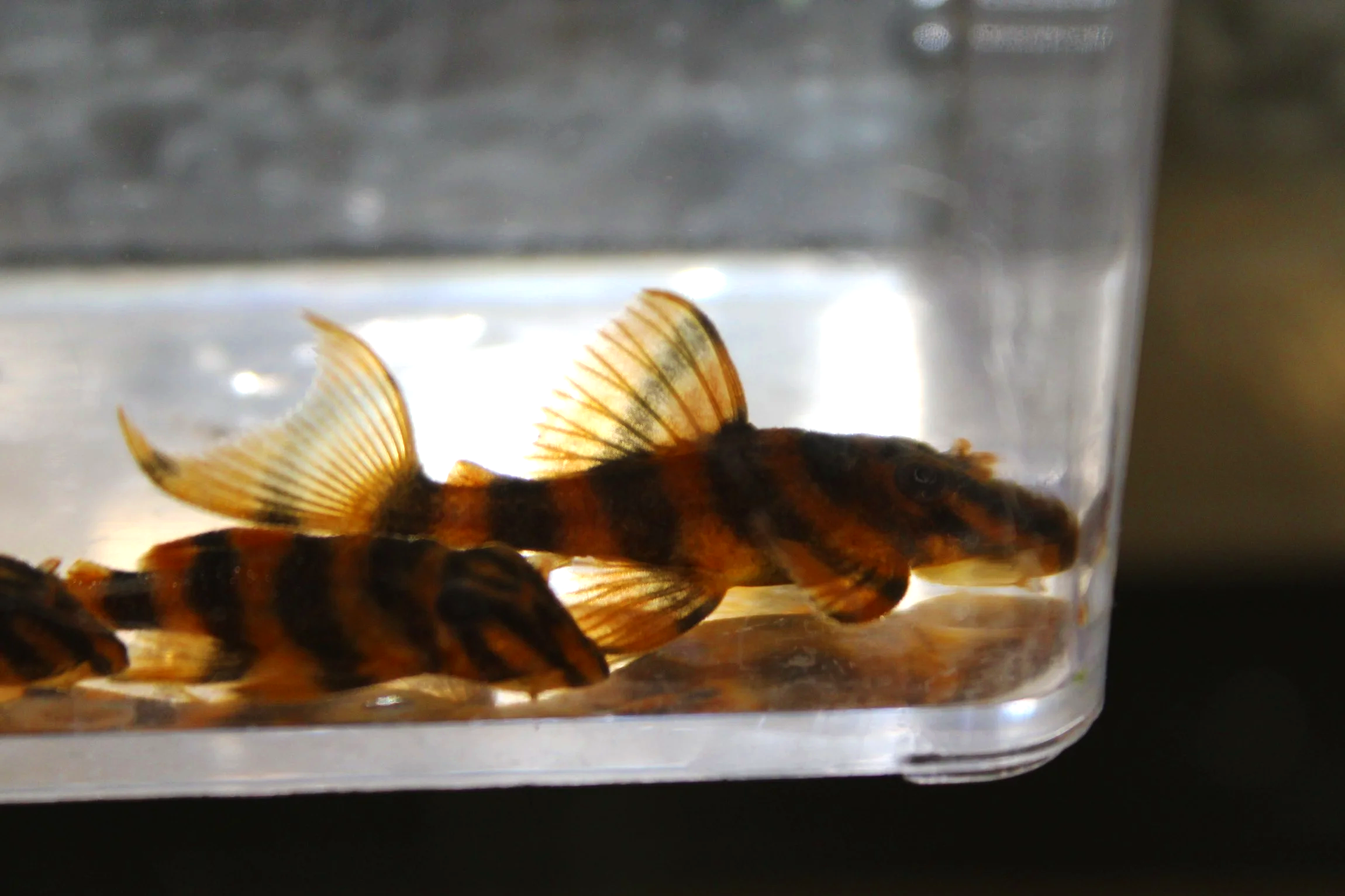 L306 Blood Red Tiger Pleco