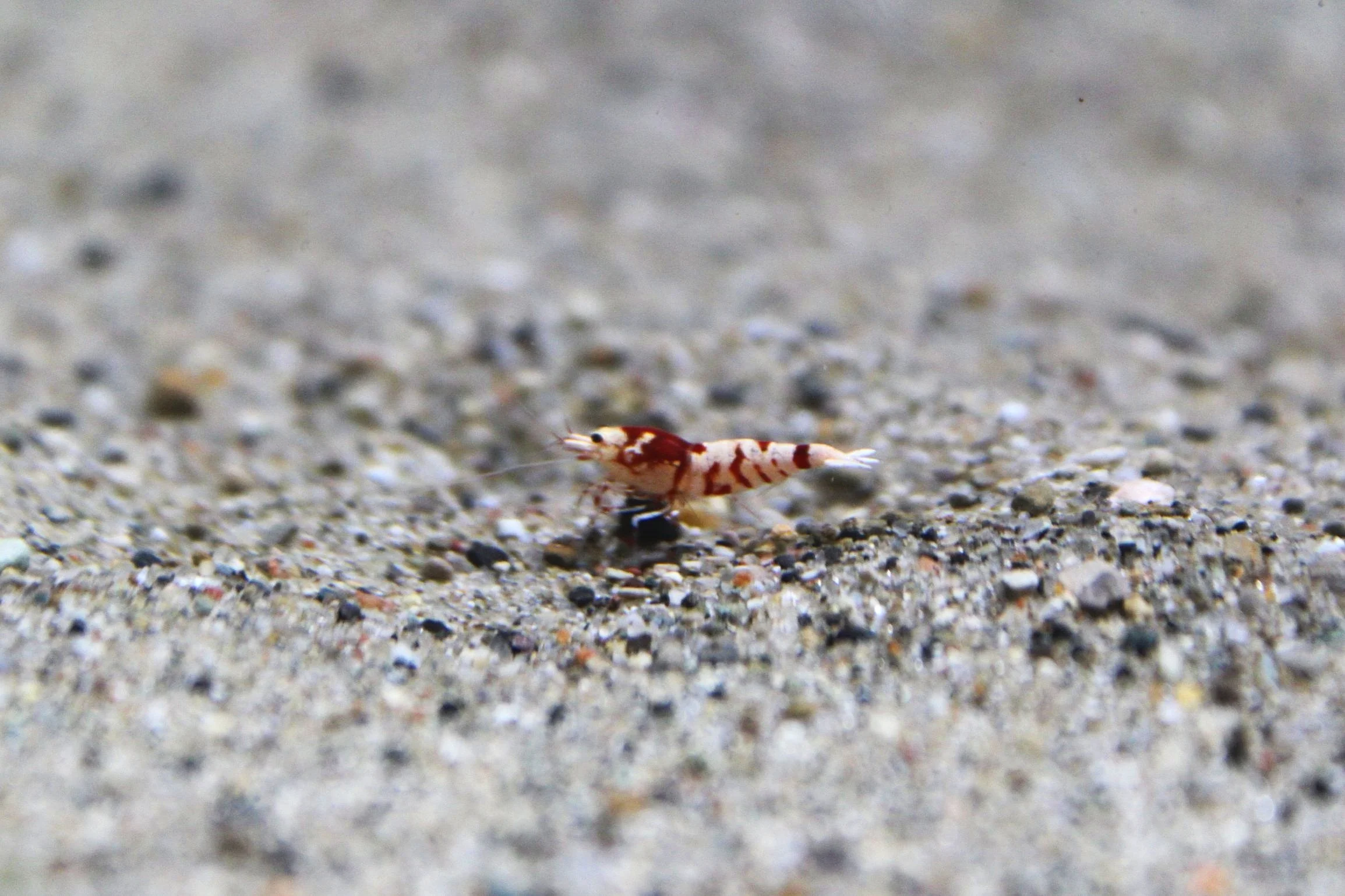 1 high grade red fancy tiger caridina shrimp