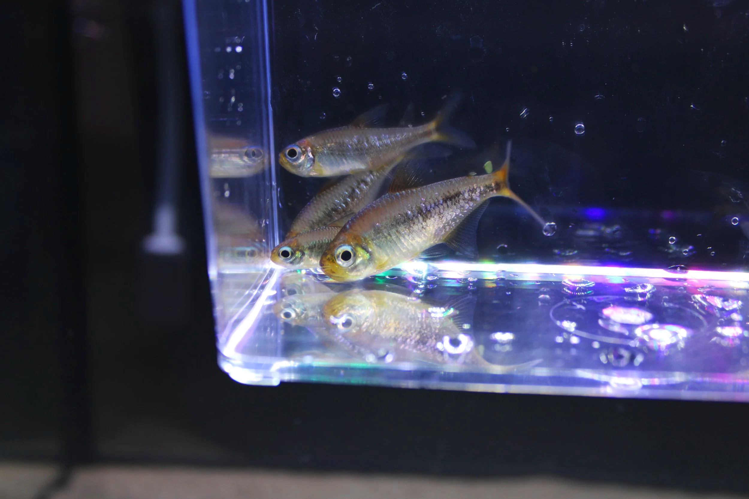 Yellow Kogal Tetra 3