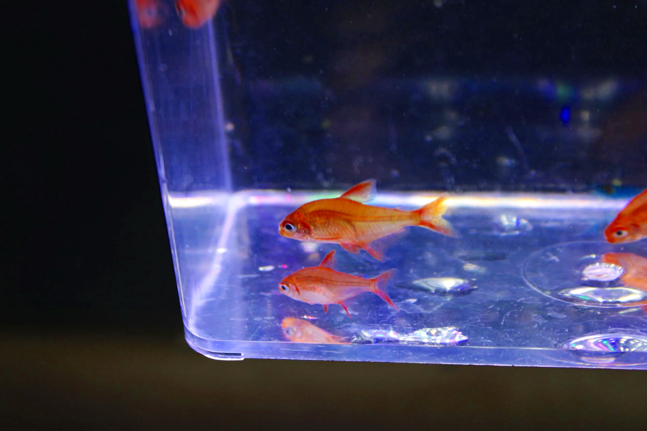 Cherry Red Muzel Tetra 3