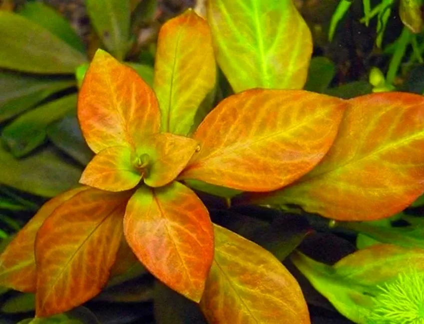 ludwigia_ovalis.jpg