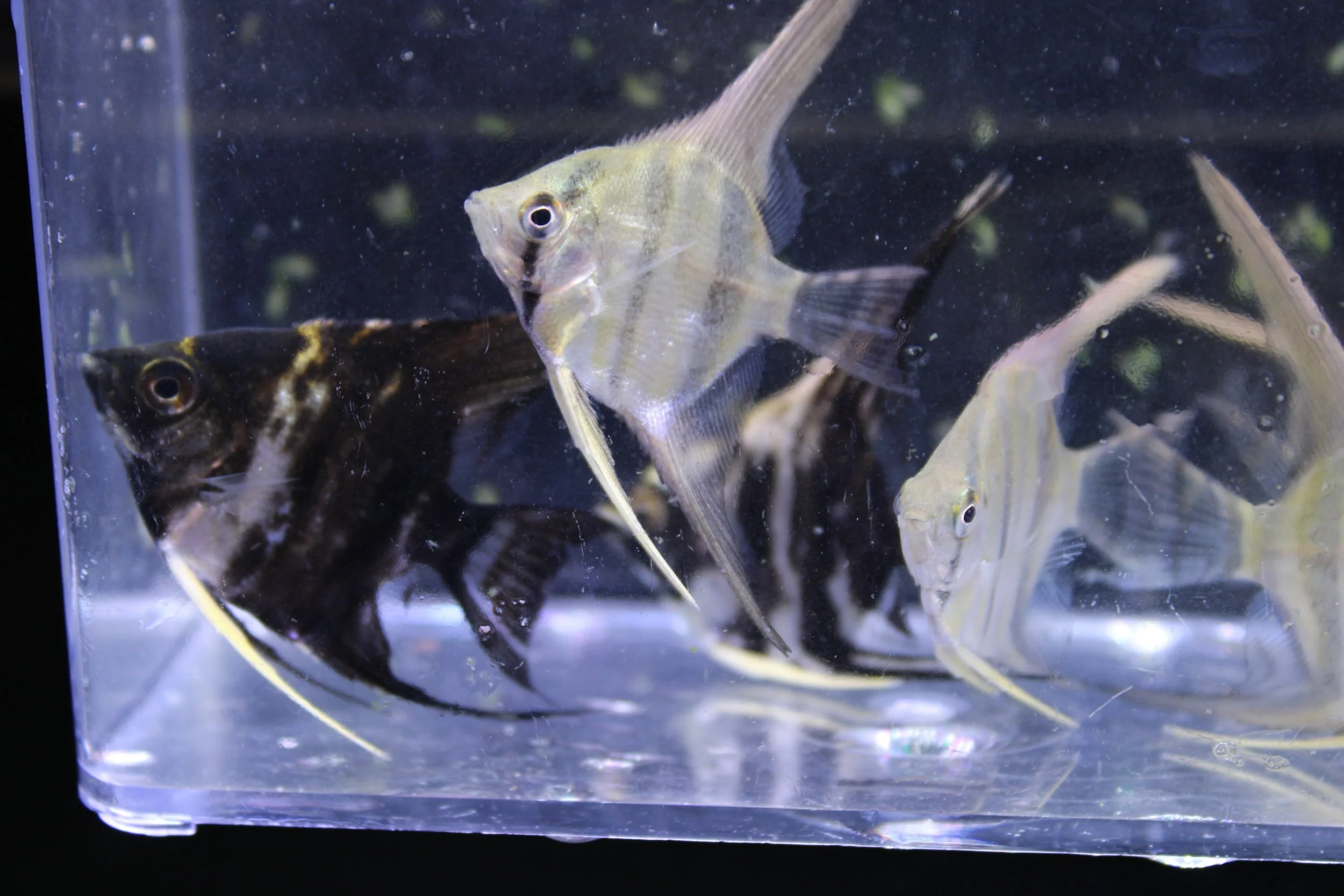 Assorted Angelfish (mostly silver angels)