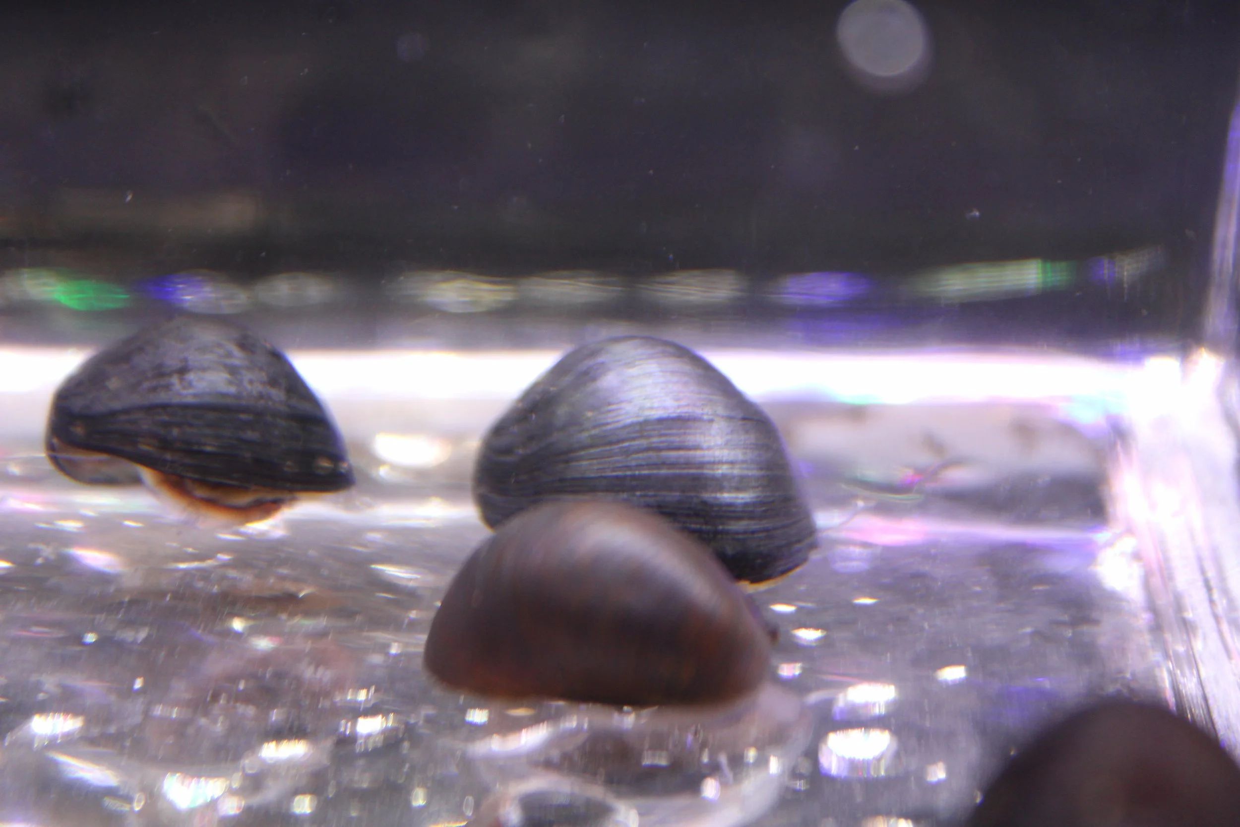 Black Millitary Helmet Nerite Snail 6