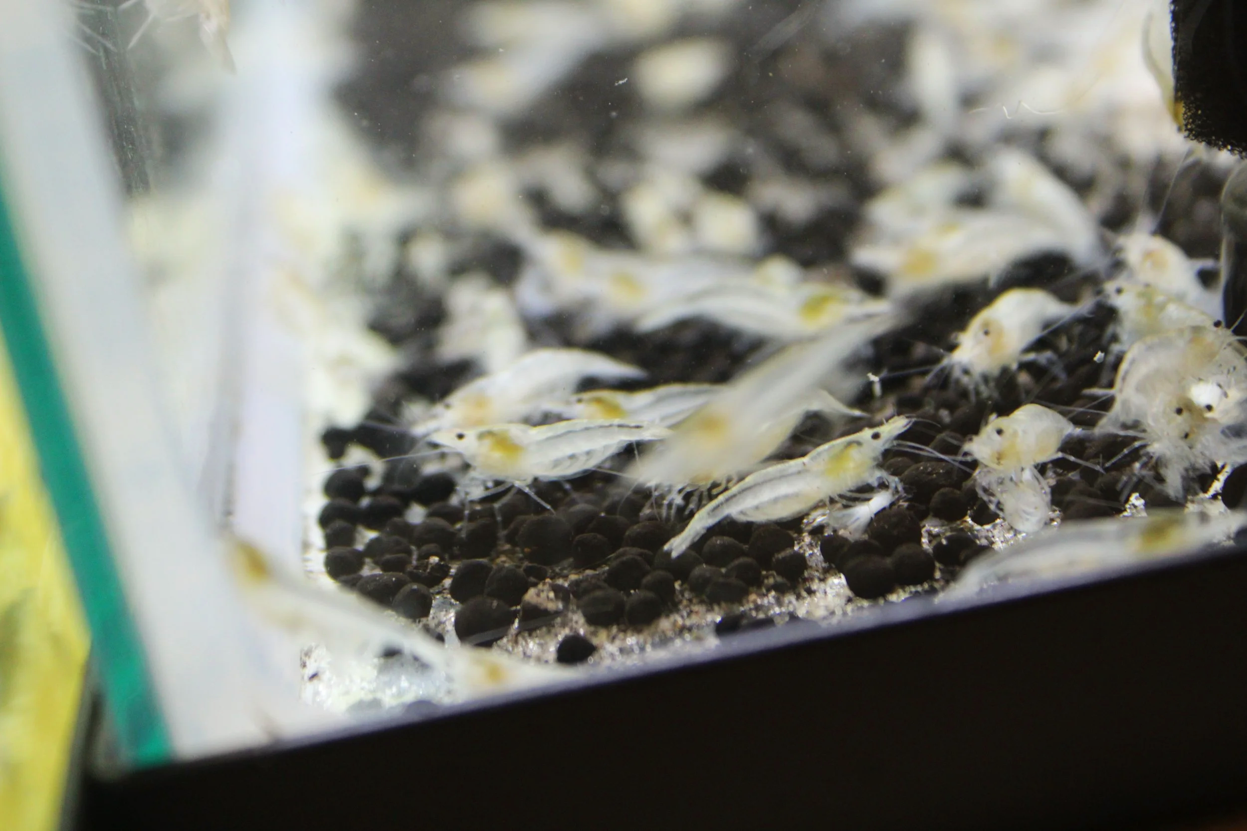 Snowball Shrimp (Neocaridina zhangjiajiensis)