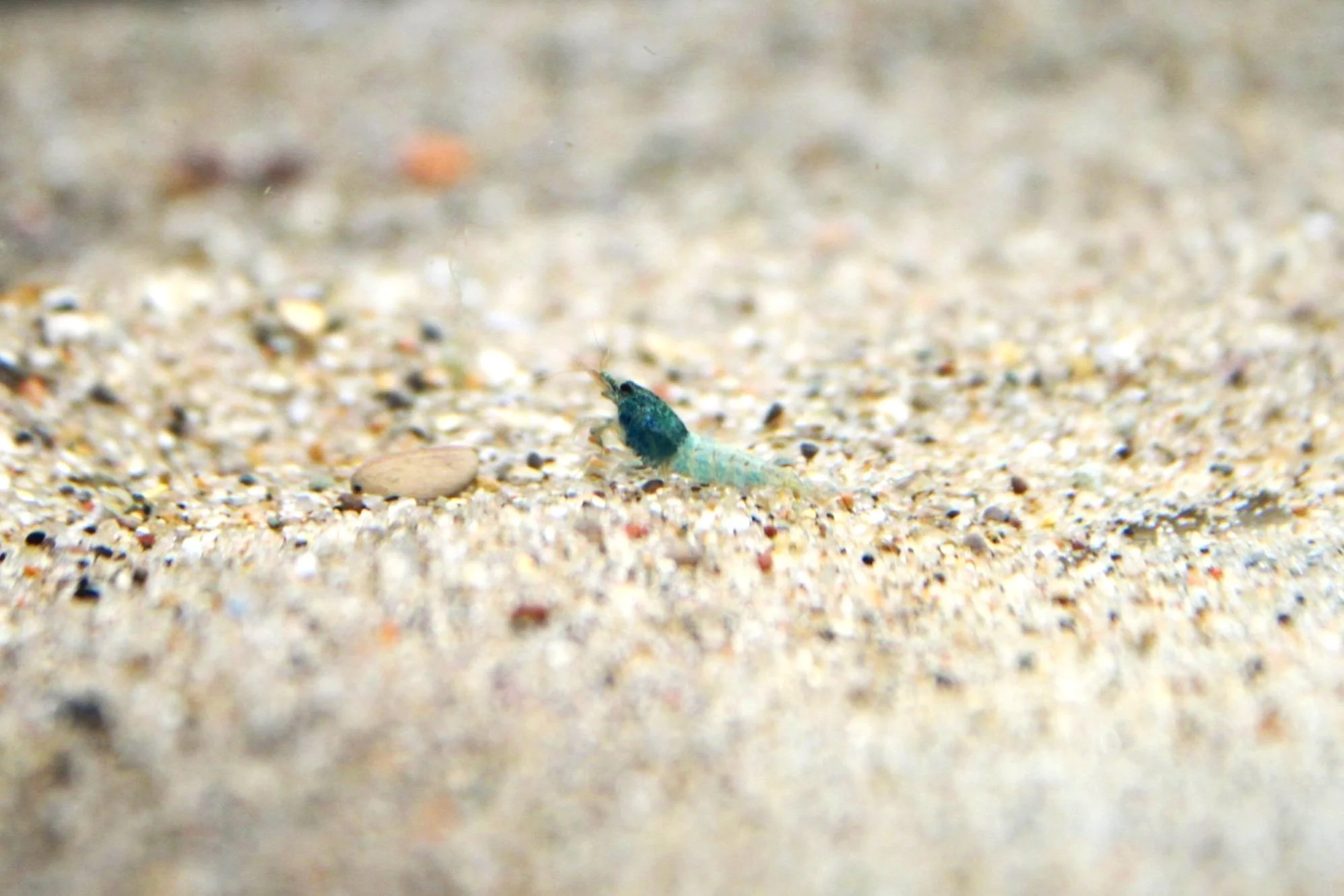 1 blue bolt shrimp
