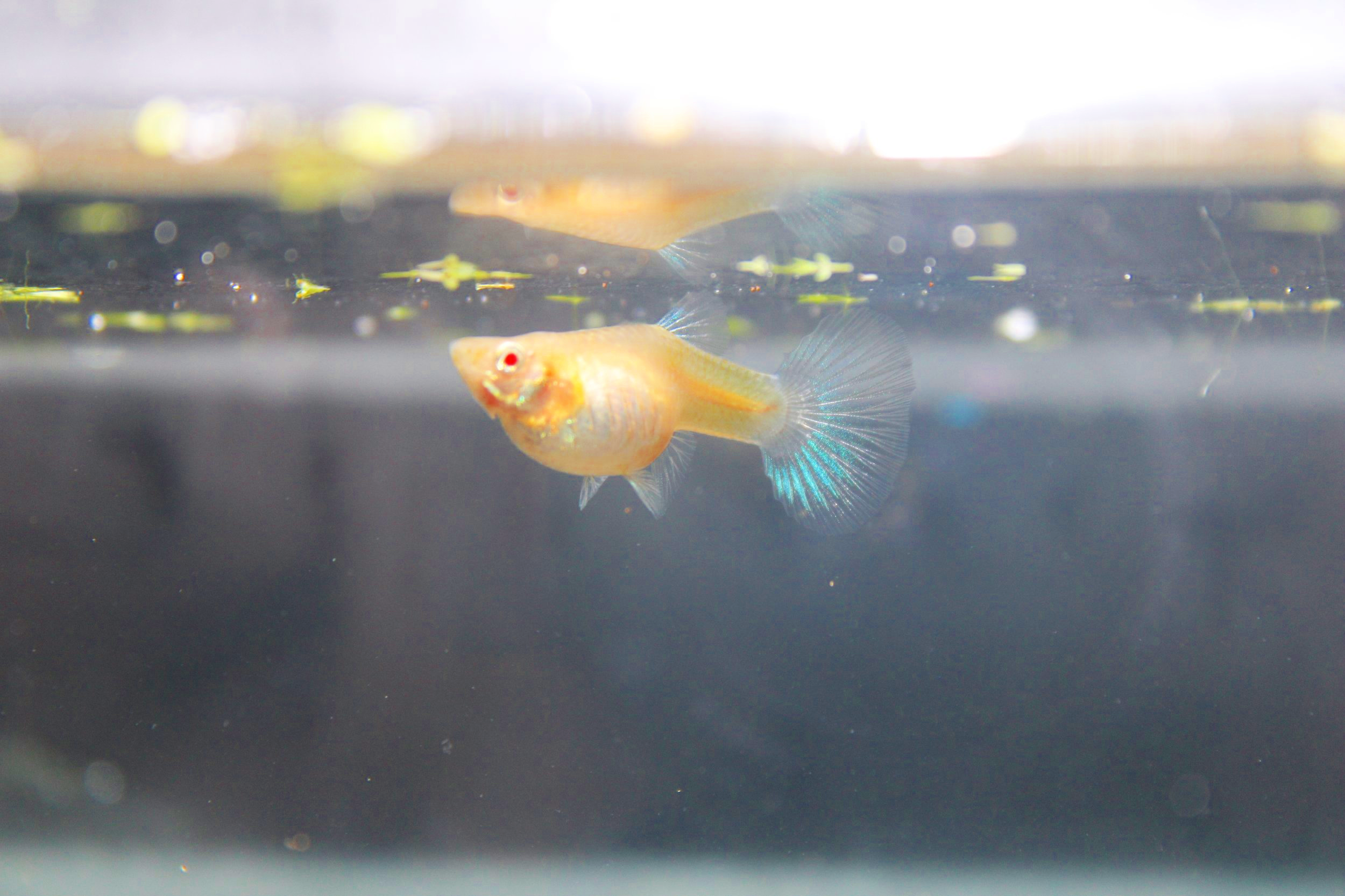 Blue tuxedo albino guppy female.