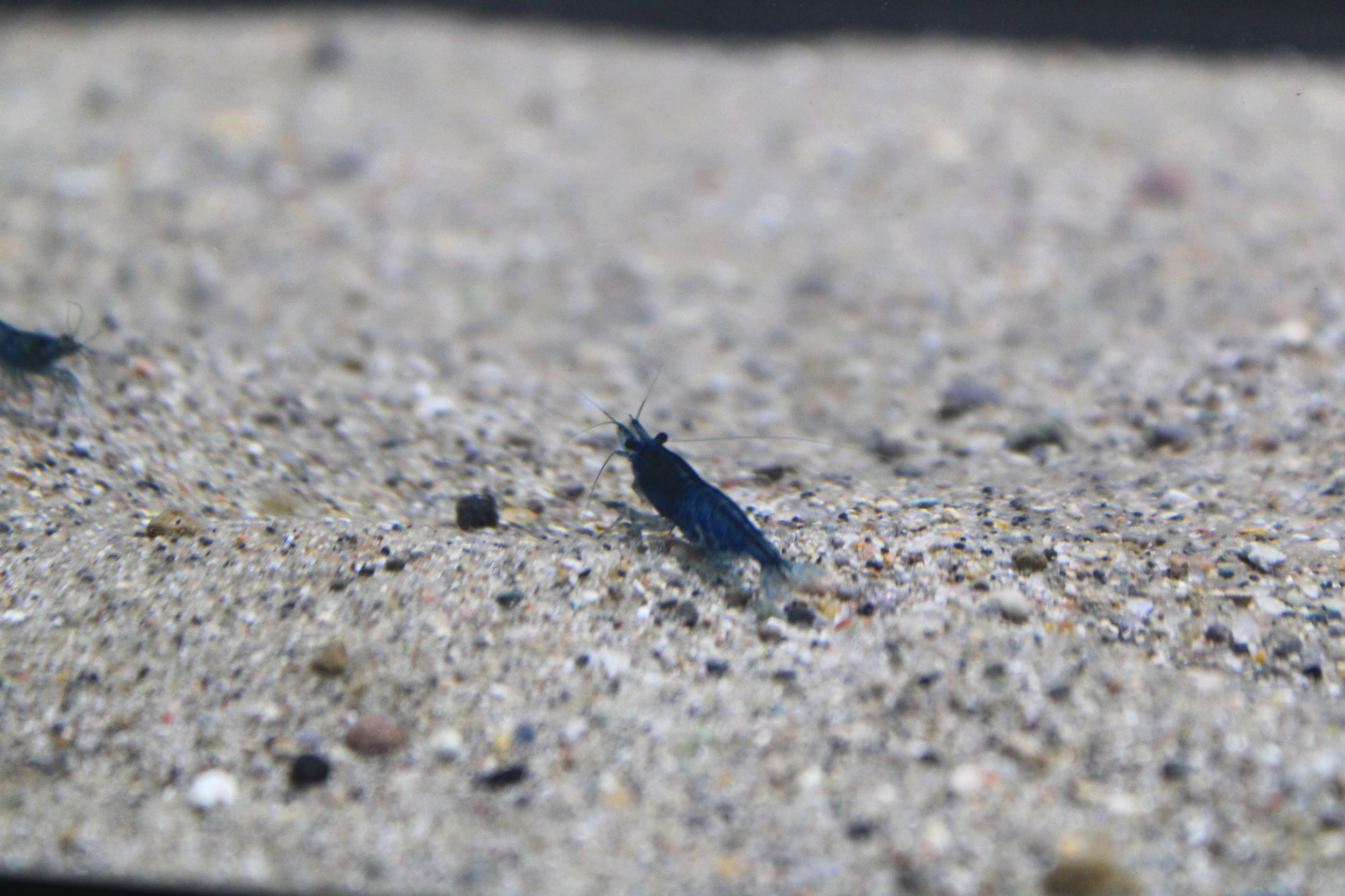 Blue dream neocaridina shrimp